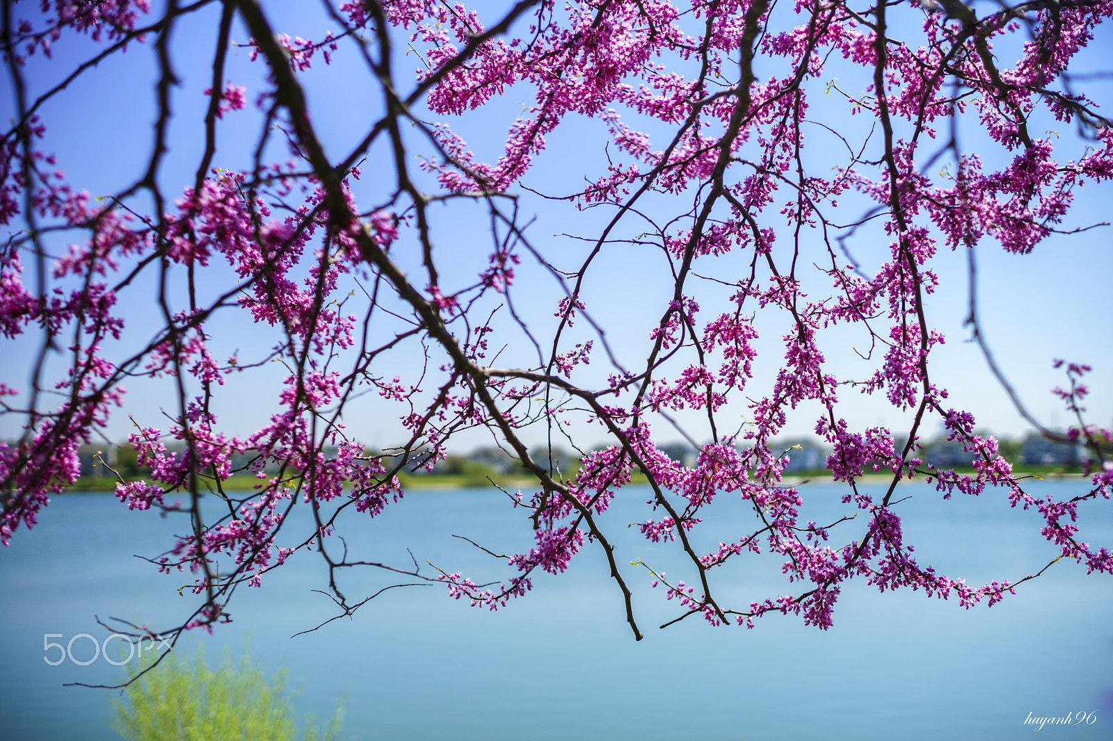 Hasselblad HV sample photo. Redbud in the spring photography