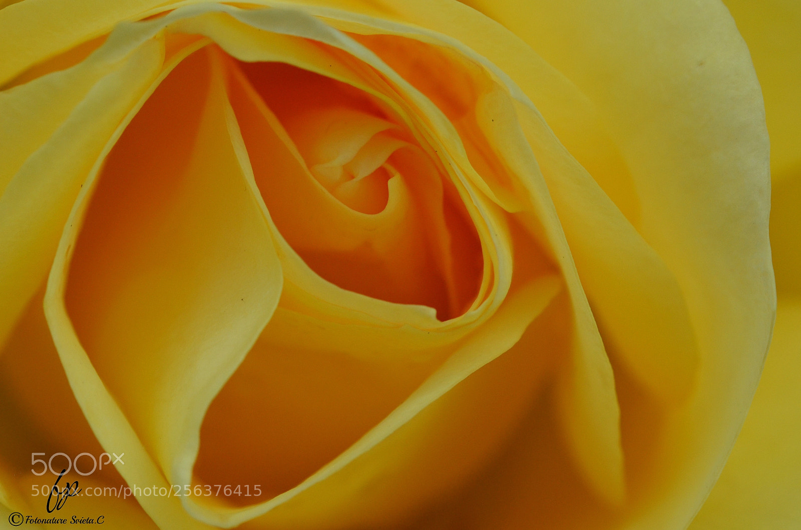 Nikon D5100 sample photo. Yellow rose photography