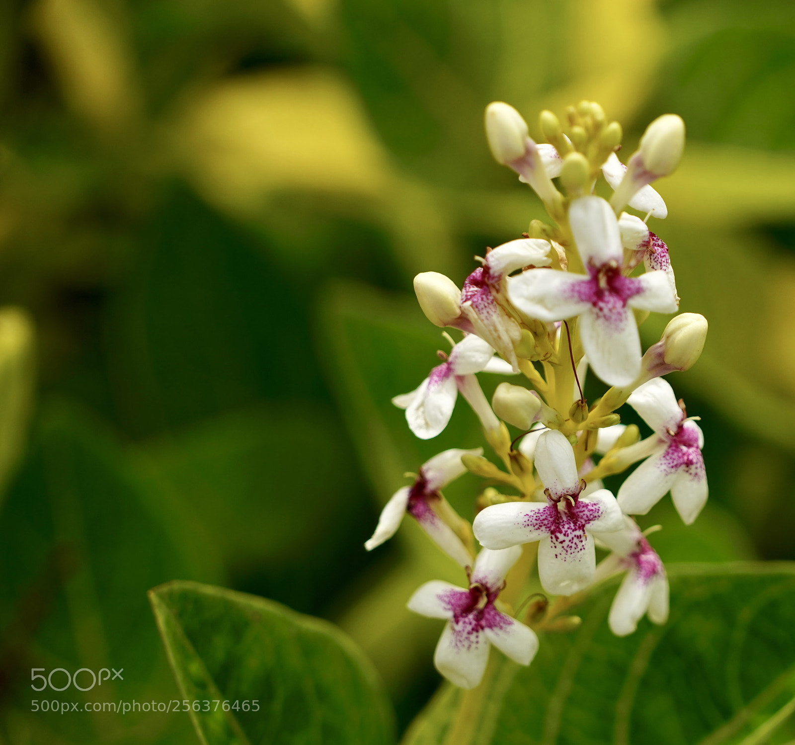 Sony a9 sample photo. Flowers &buds photography