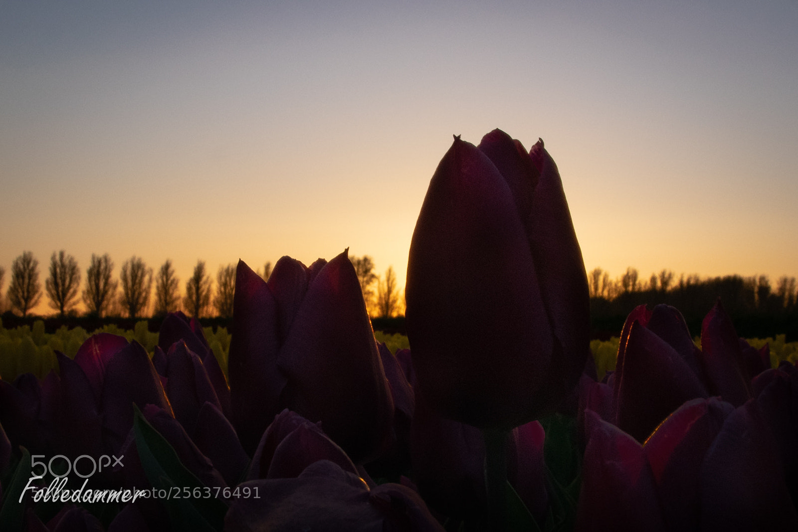 Nikon D5300 sample photo. Tulips in silhouette. photography