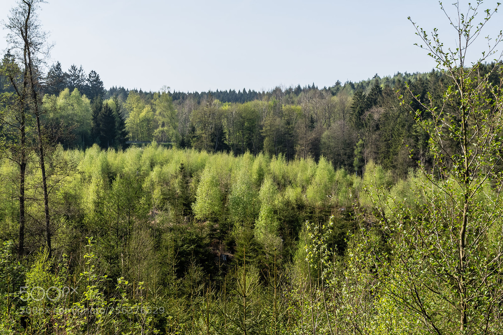 Pentax K-S2 sample photo. Forest series #20 photography