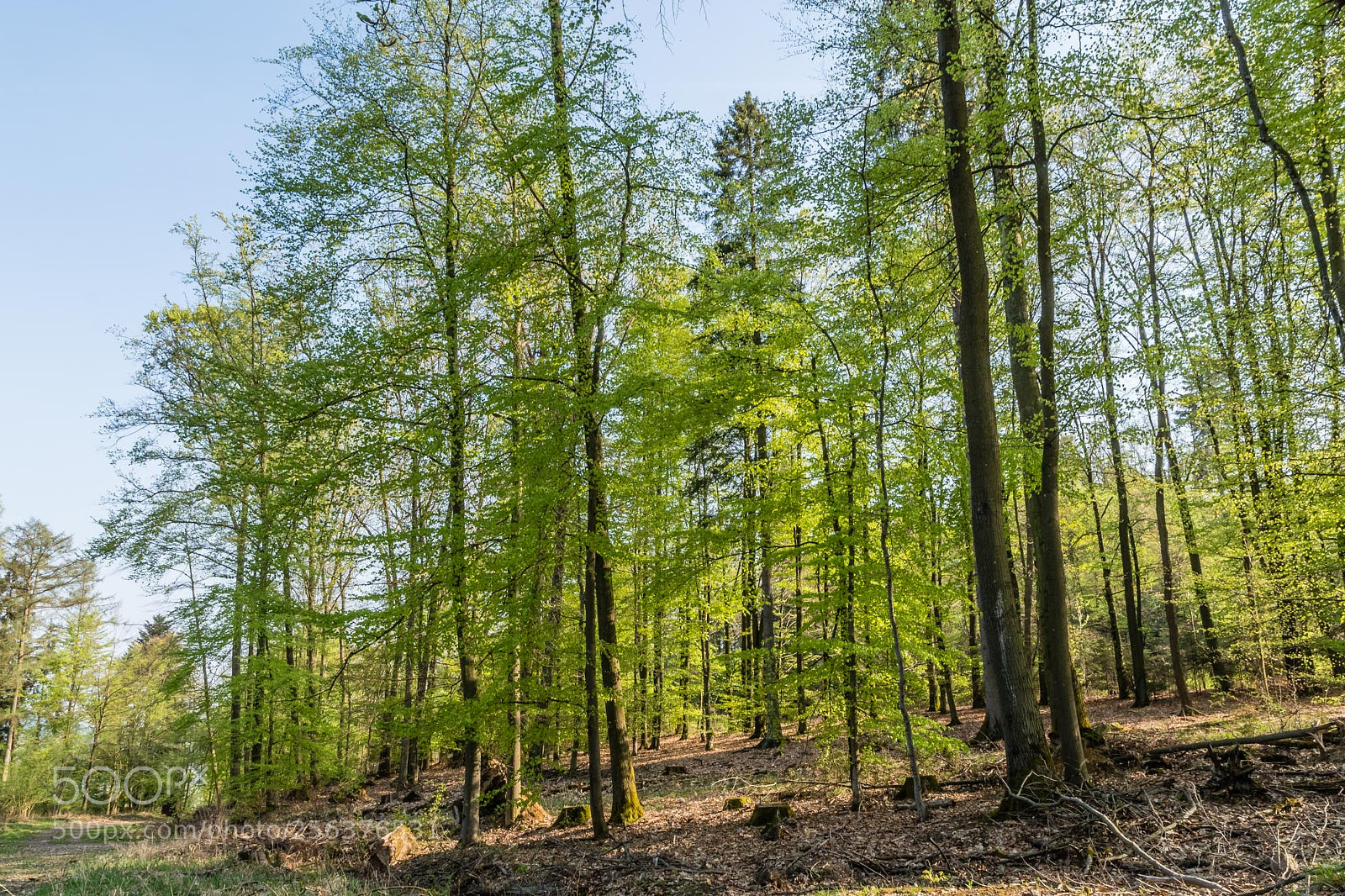 Pentax K-S2 sample photo. Forest series #21 photography