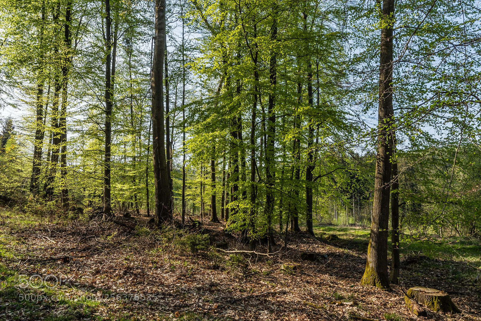 Pentax K-S2 sample photo. Forest series #22 photography
