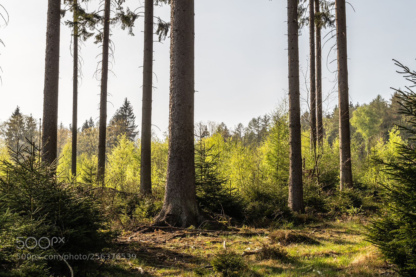 Pentax K-S2 sample photo. Forest series #24 photography