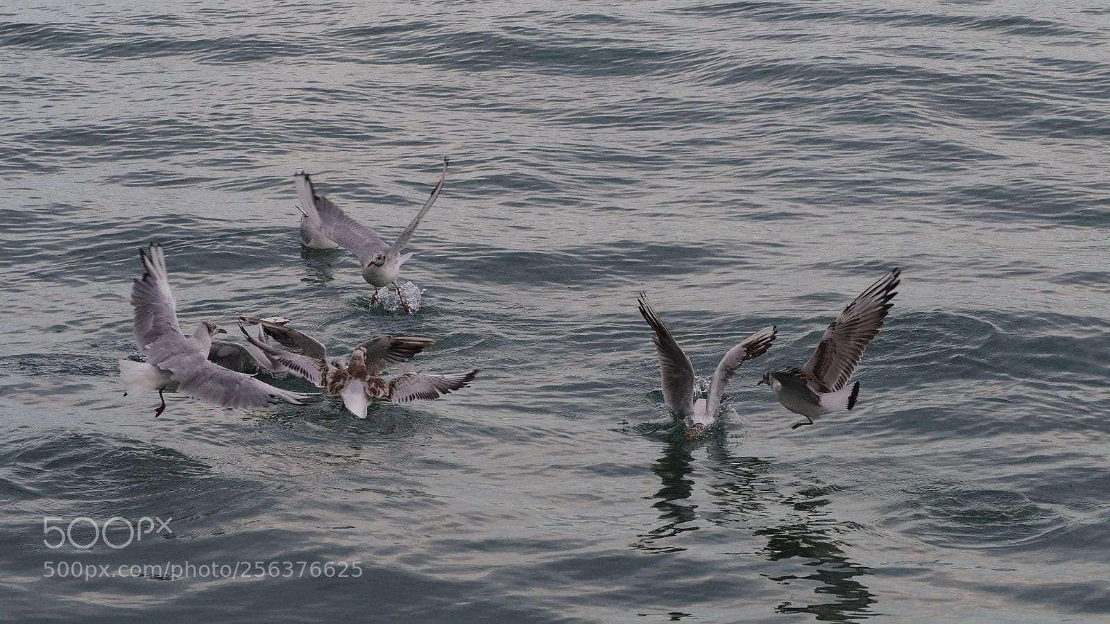 Olympus OM-D E-M10 II sample photo. Streit ums futter photography
