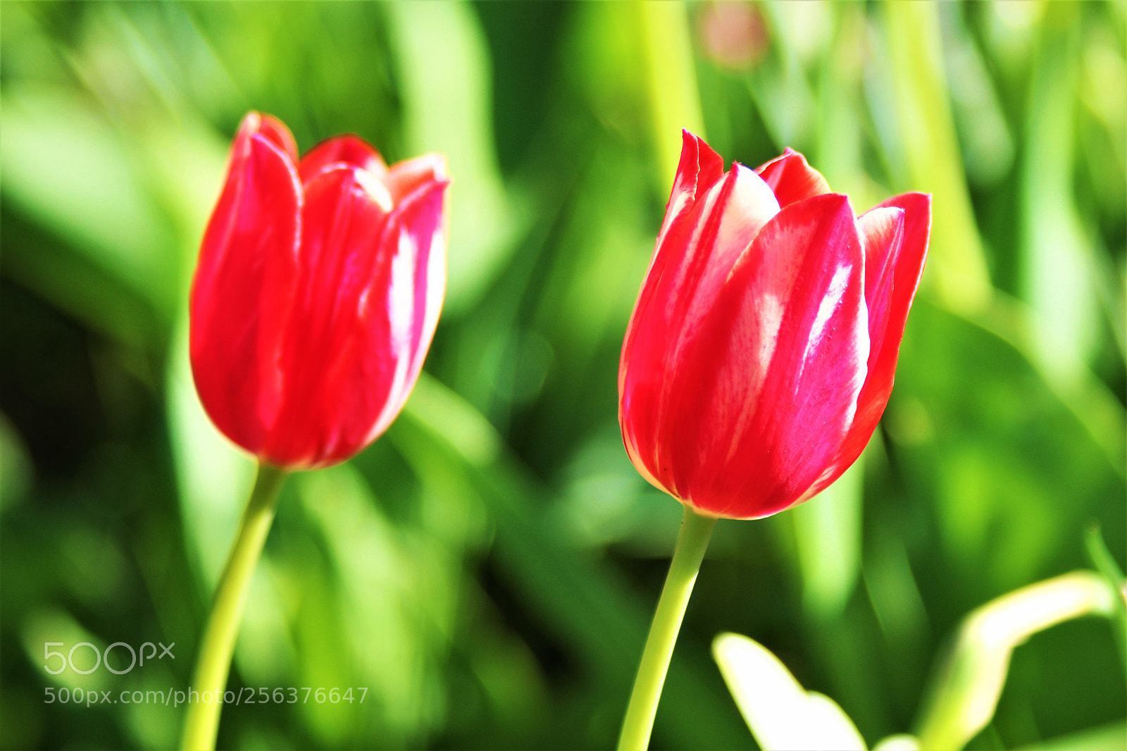 Canon EOS 1200D (EOS Rebel T5 / EOS Kiss X70 / EOS Hi) sample photo. Twins photography