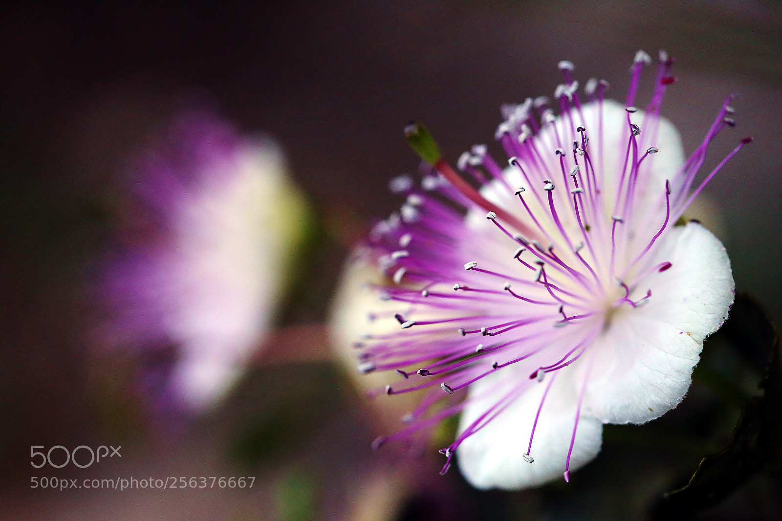 Canon EOS 6D sample photo. . photography