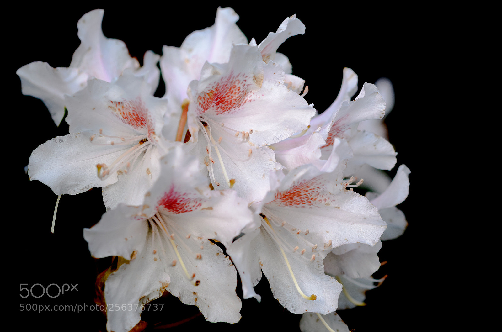 Nikon D5100 sample photo. Rhododendron photography