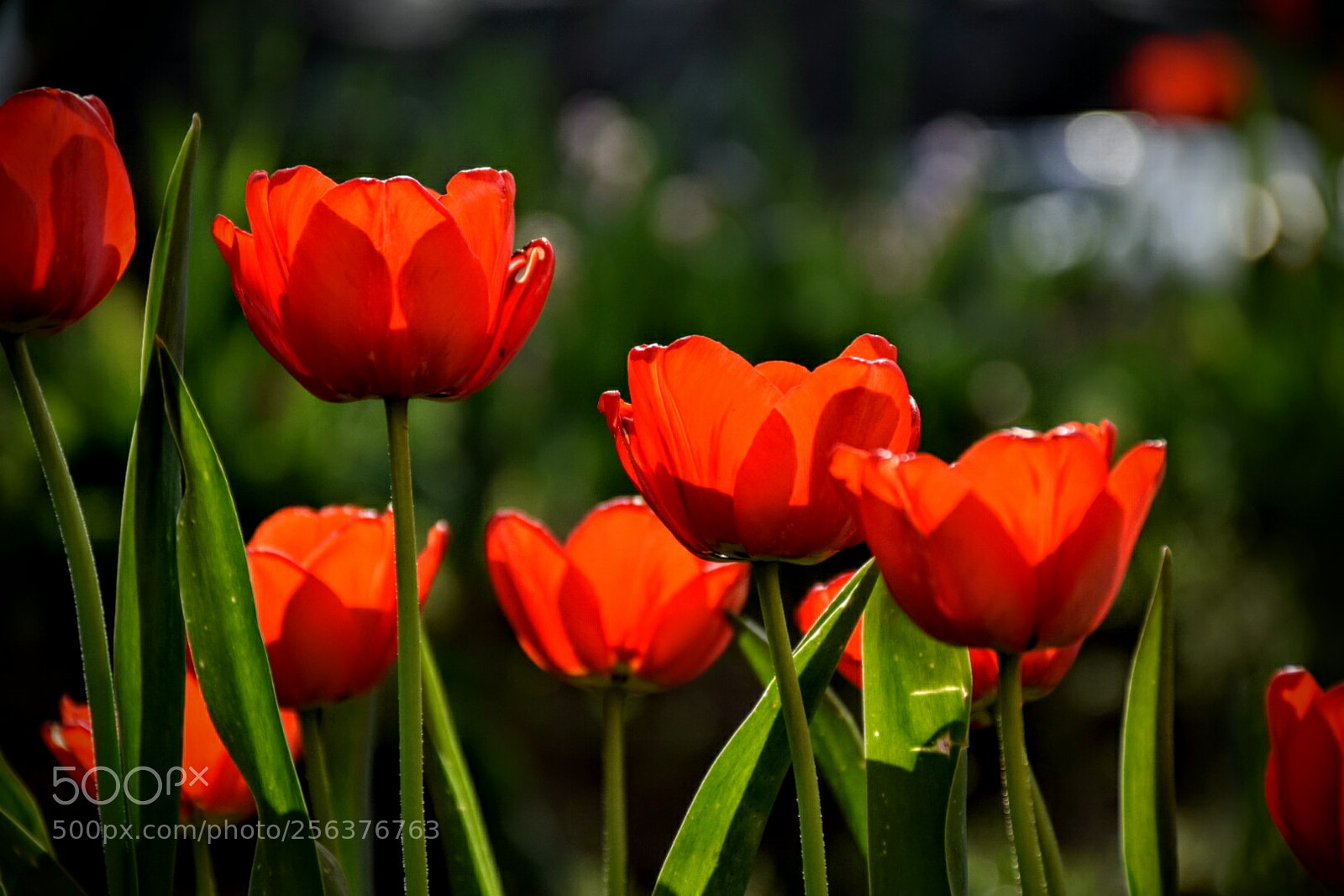 Nikon D5300 sample photo. Springtime... photography