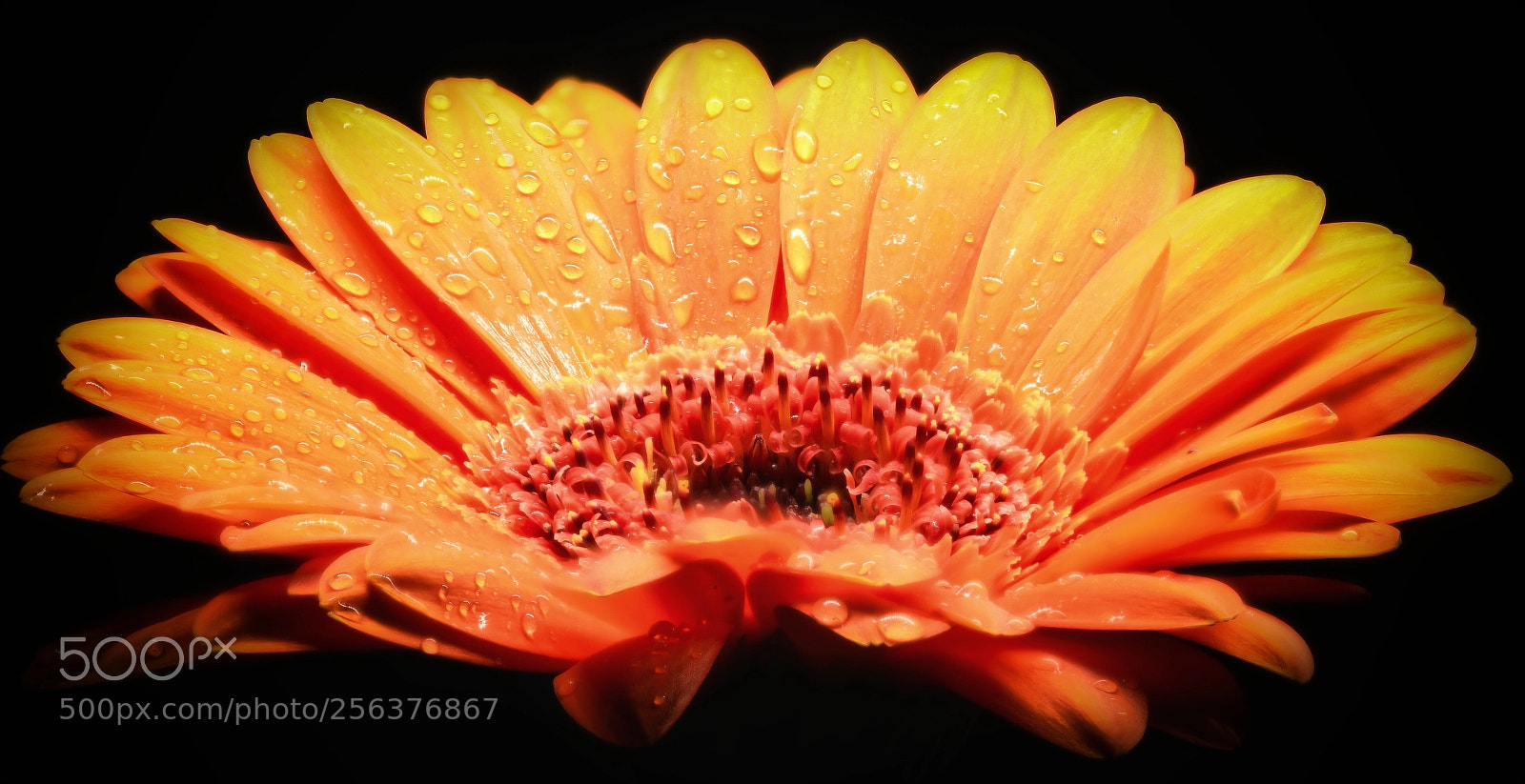 Nikon D750 sample photo. Orange gerbera photography