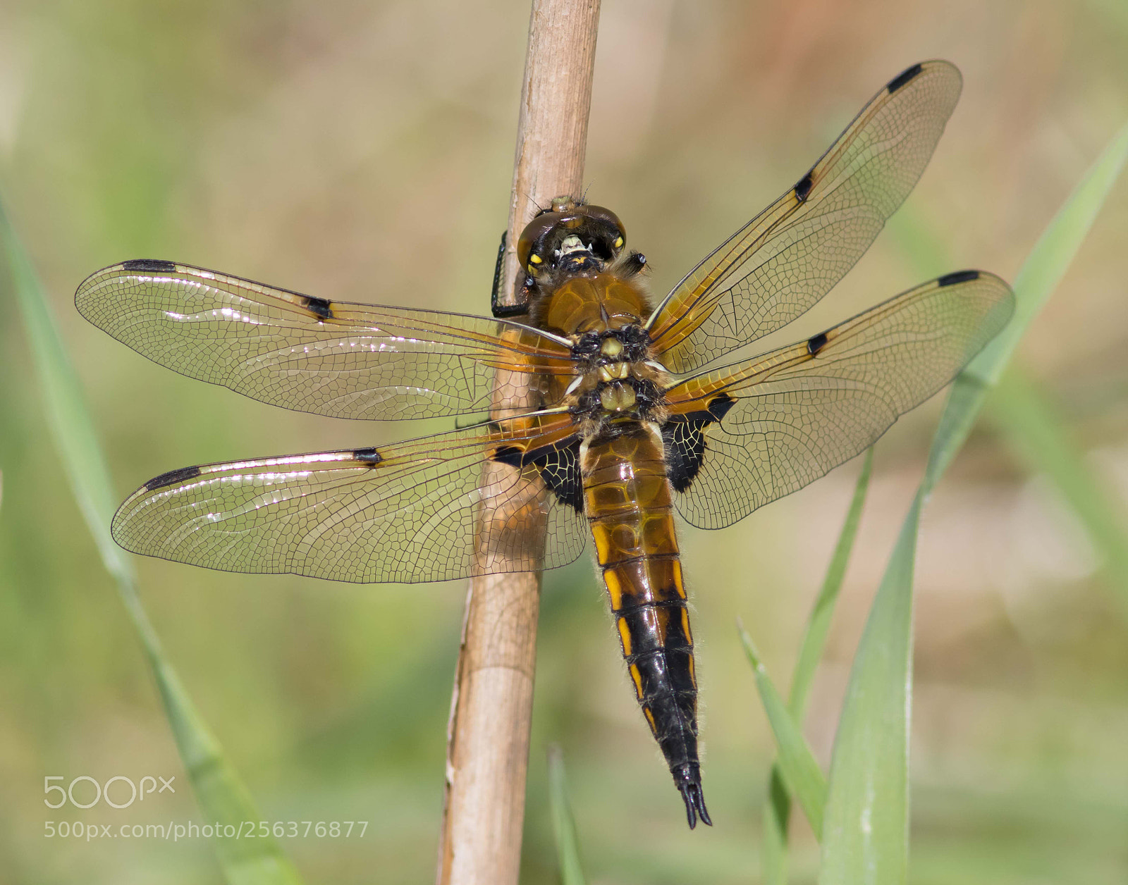 Canon EOS 7D Mark II sample photo. Four-spotted chaser photography