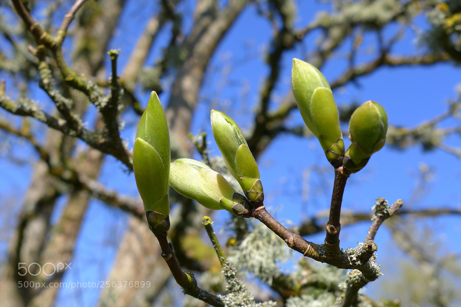 Panasonic Lumix DMC-LX7 sample photo. Spring is here photography