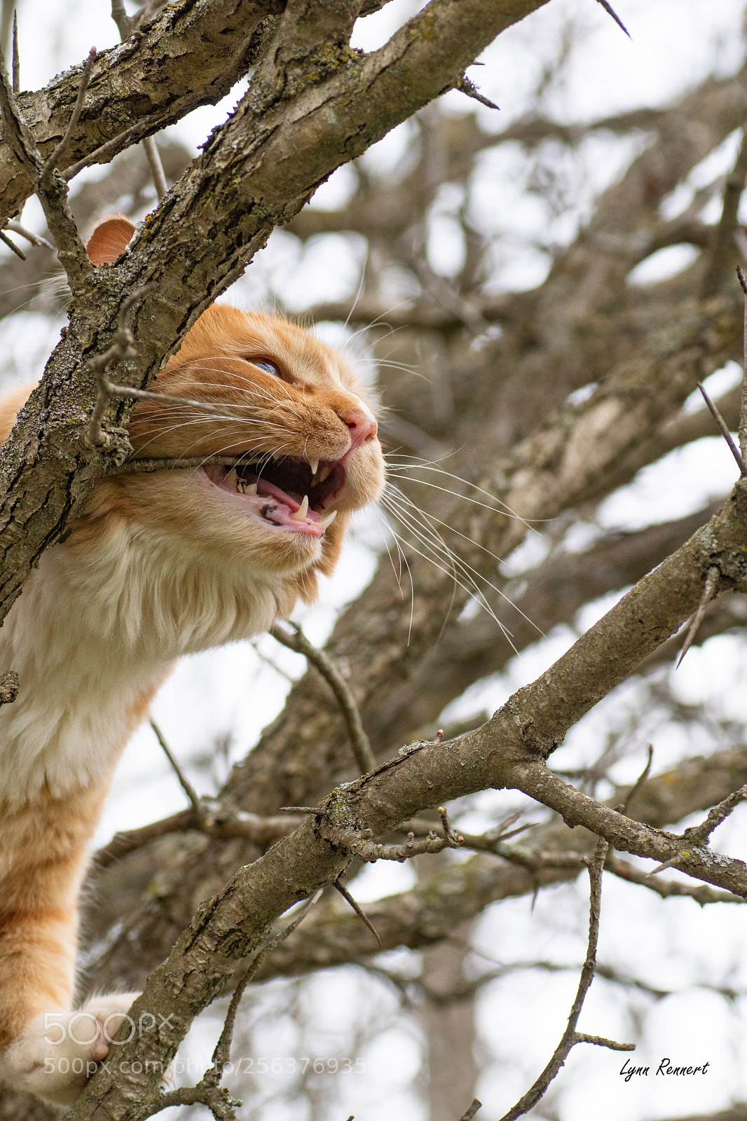 Sony ILCA-77M2 sample photo. Ansel the tree climber photography