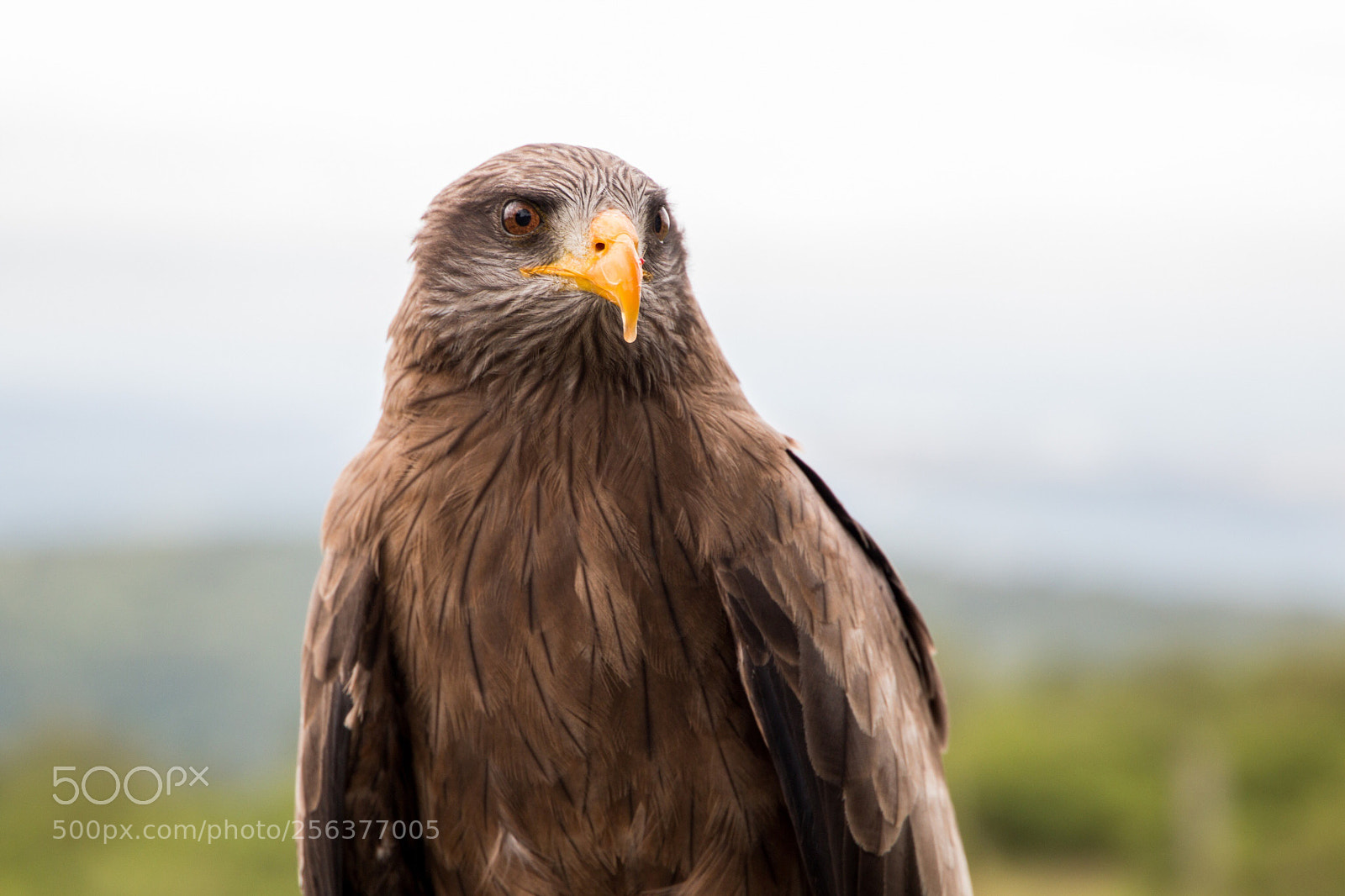 Canon EOS 70D sample photo. Yellow-billed portrait photography
