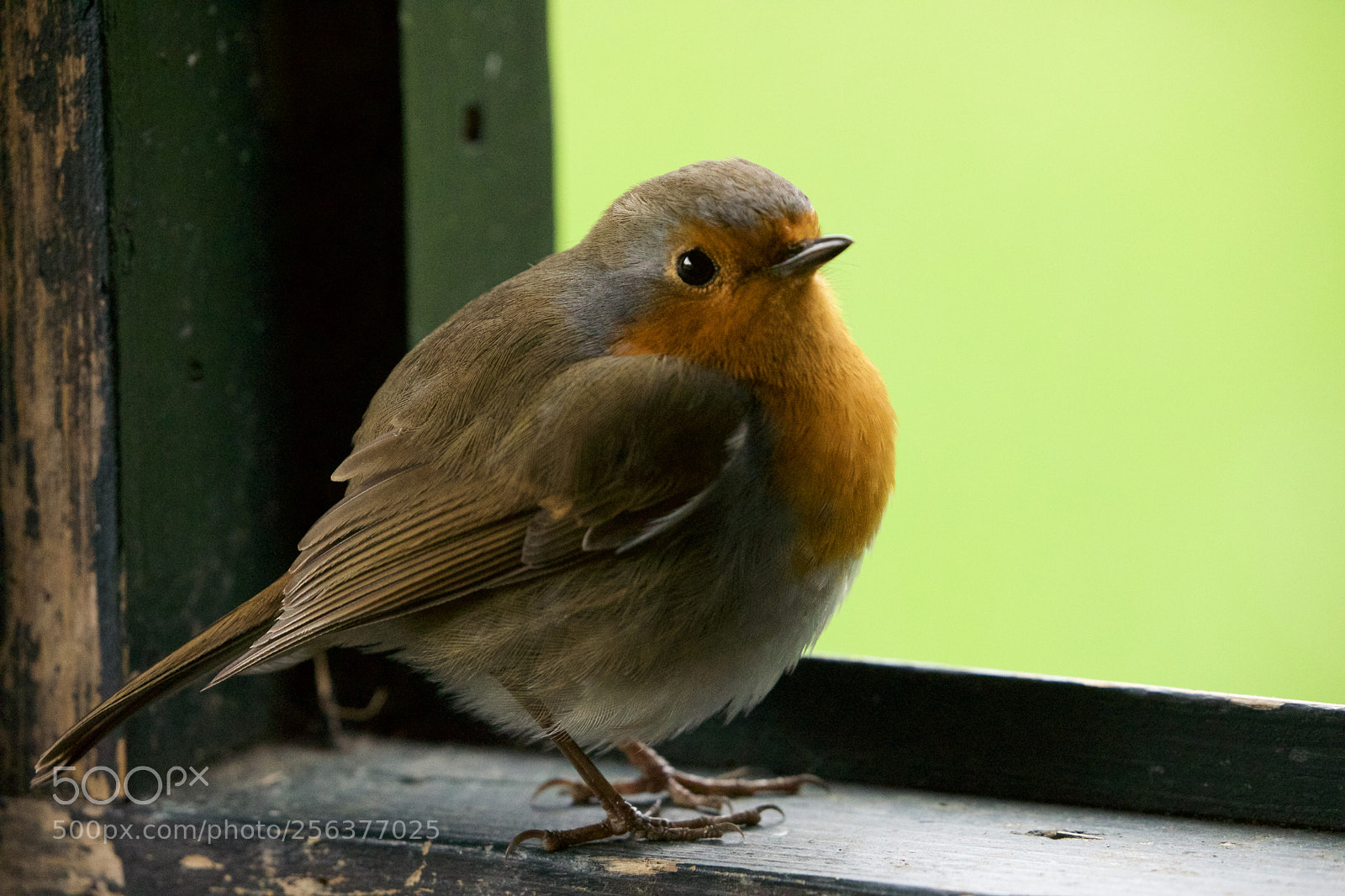 Canon EOS 5D Mark IV sample photo. Robin photography