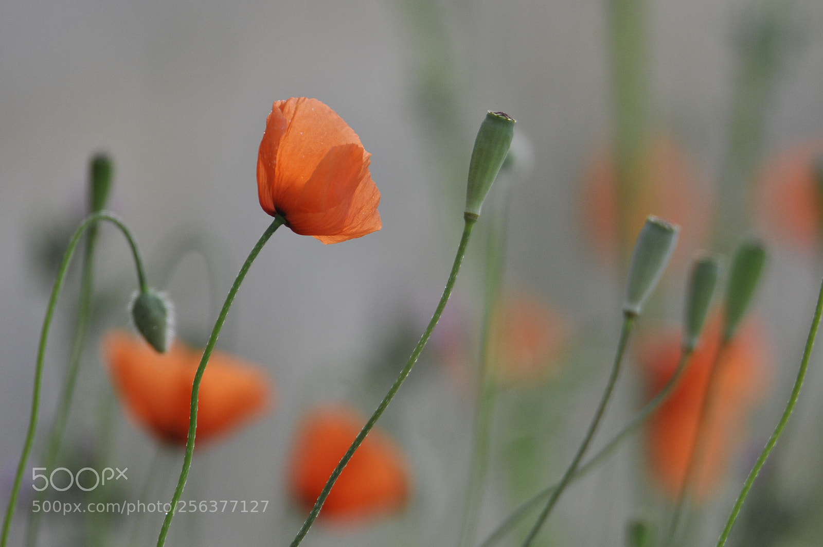 Nikon D300S sample photo. Coquelicots  photography