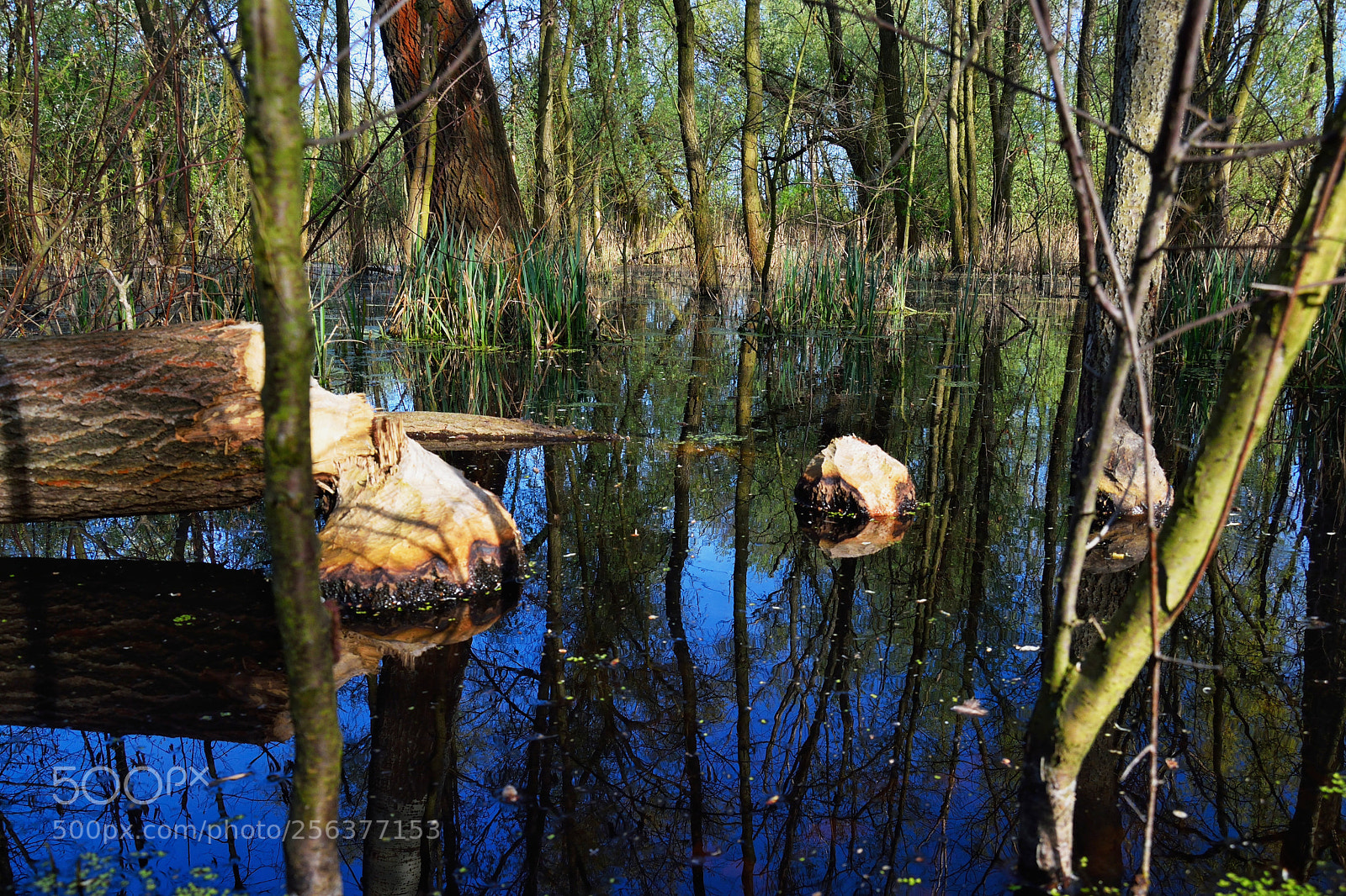 Nikon D3300 sample photo. Clean water photography