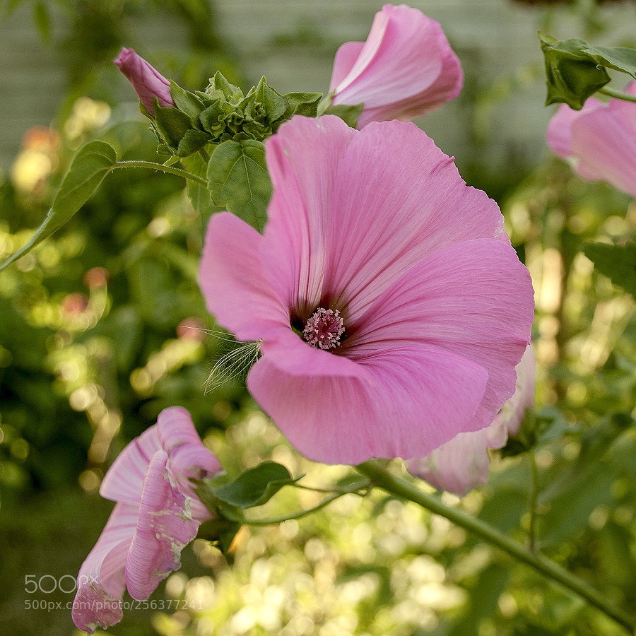 Nikon D60 sample photo. Нежность утра photography