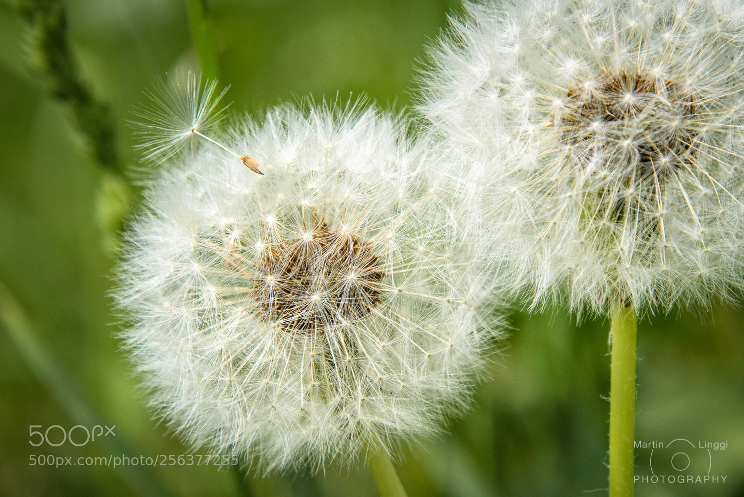 Nikon D750 sample photo. Ready to fly away photography