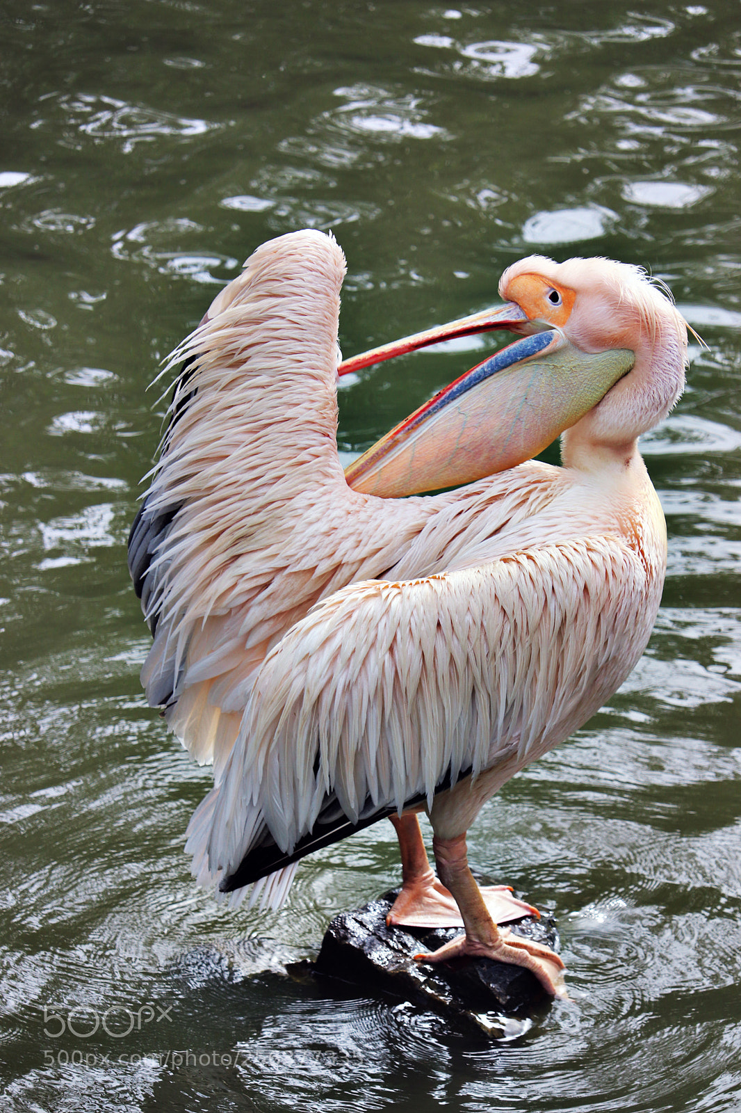 Canon EOS 77D (EOS 9000D / EOS 770D) sample photo. Pelican photography