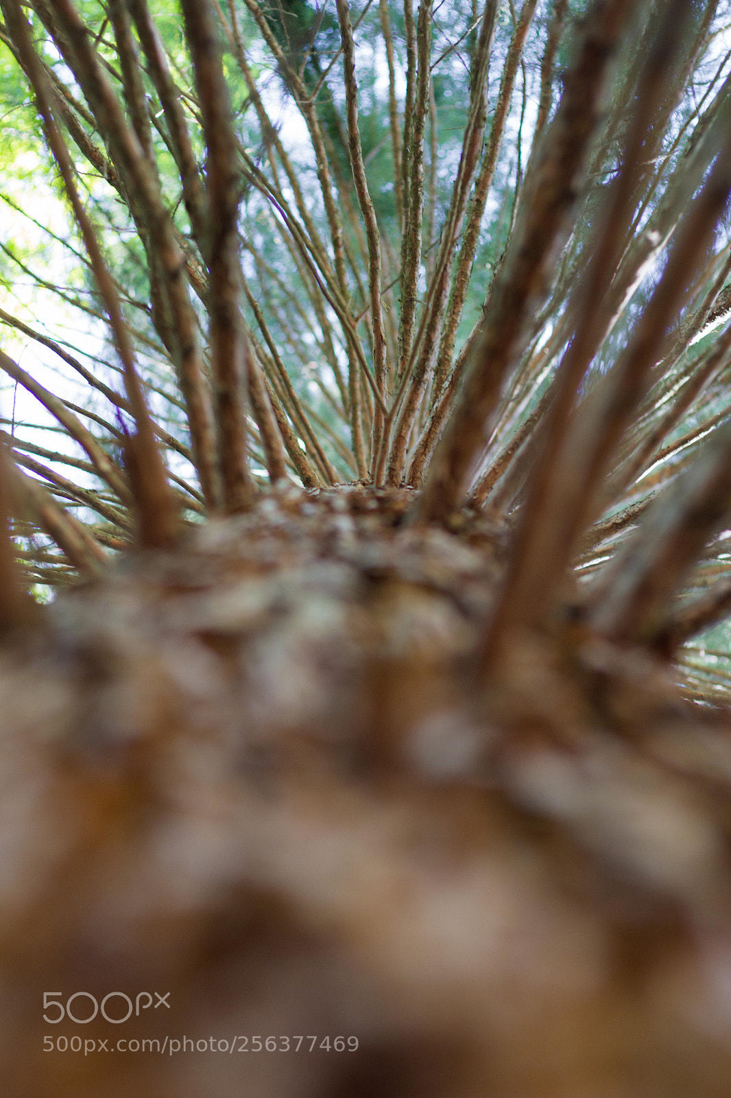 Canon EOS 7D sample photo. A giant photography