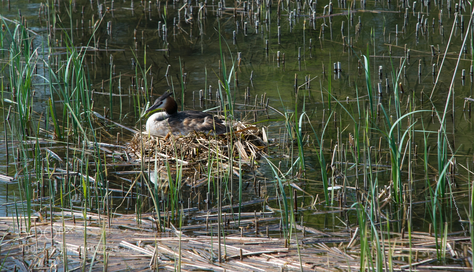 Nikon D3300 sample photo. Grebe bird at the photography