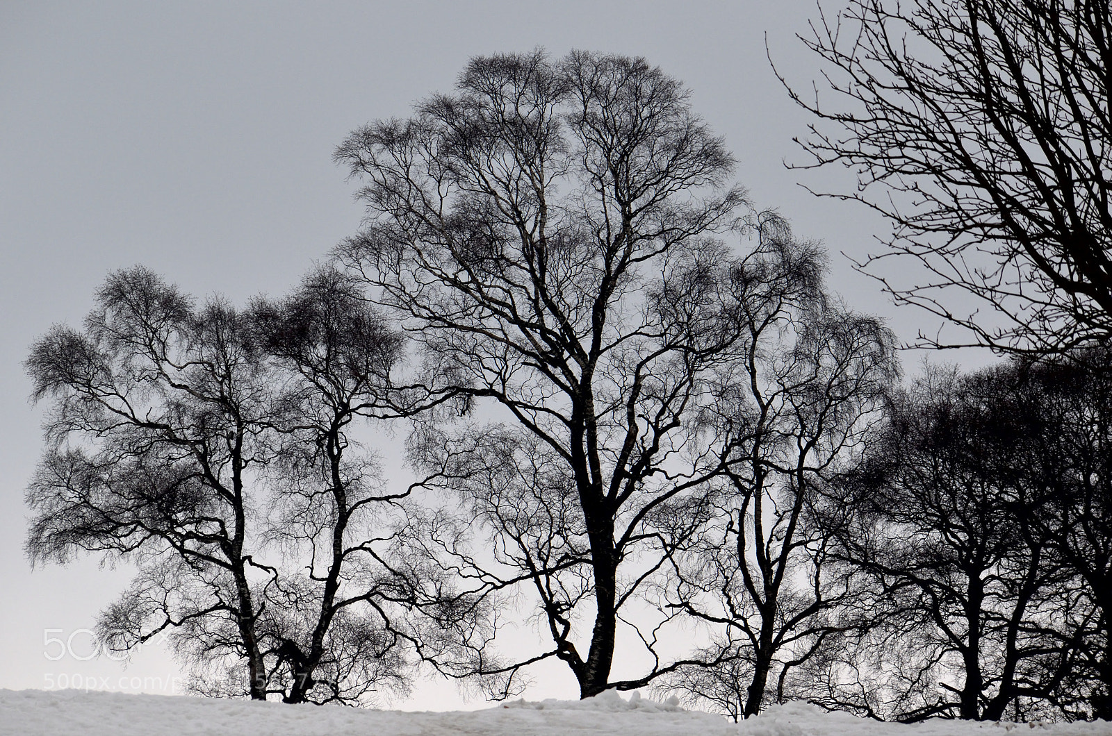Nikon D3300 sample photo. Trees shadows in winter photography