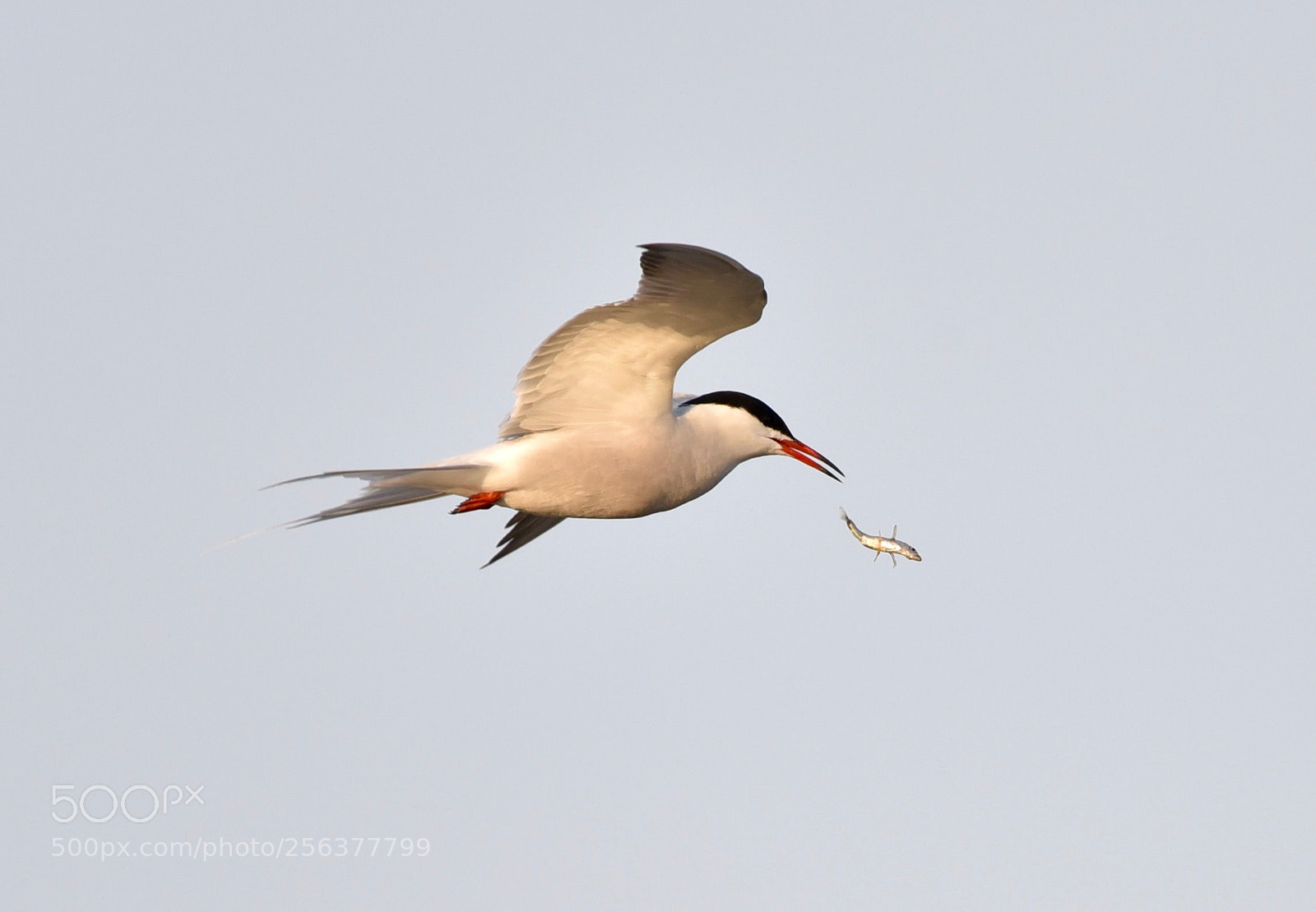 Nikon D810 sample photo. Bird with small fish! photography