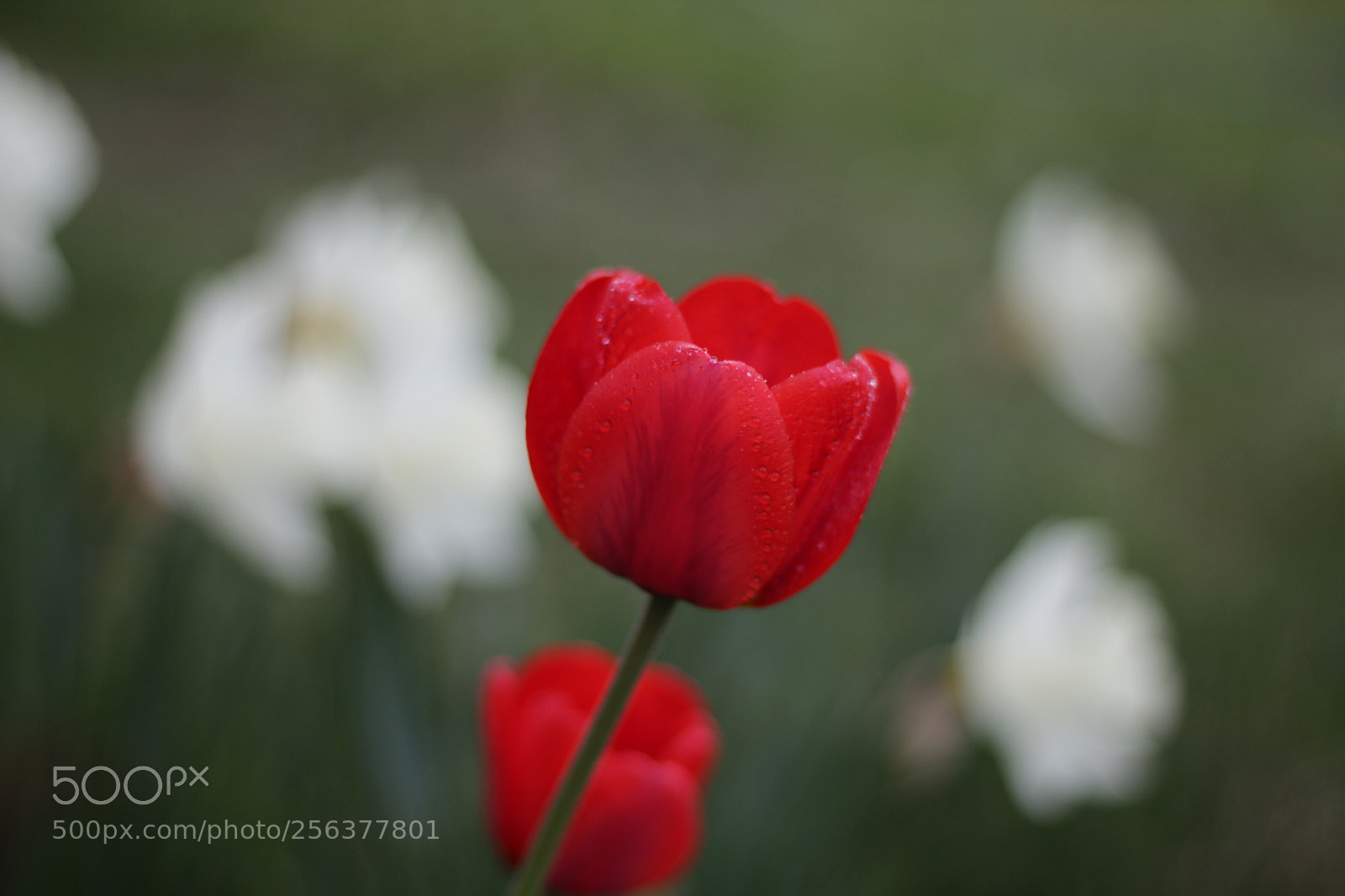 Canon EOS 1200D (EOS Rebel T5 / EOS Kiss X70 / EOS Hi) + Canon EF 50mm F1.8 STM sample photo. Red tulip on a photography