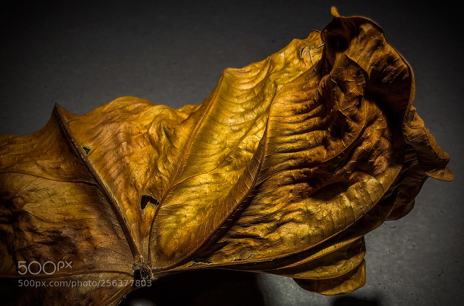 Apple iPhone X sample photo. Dead leaf. photography