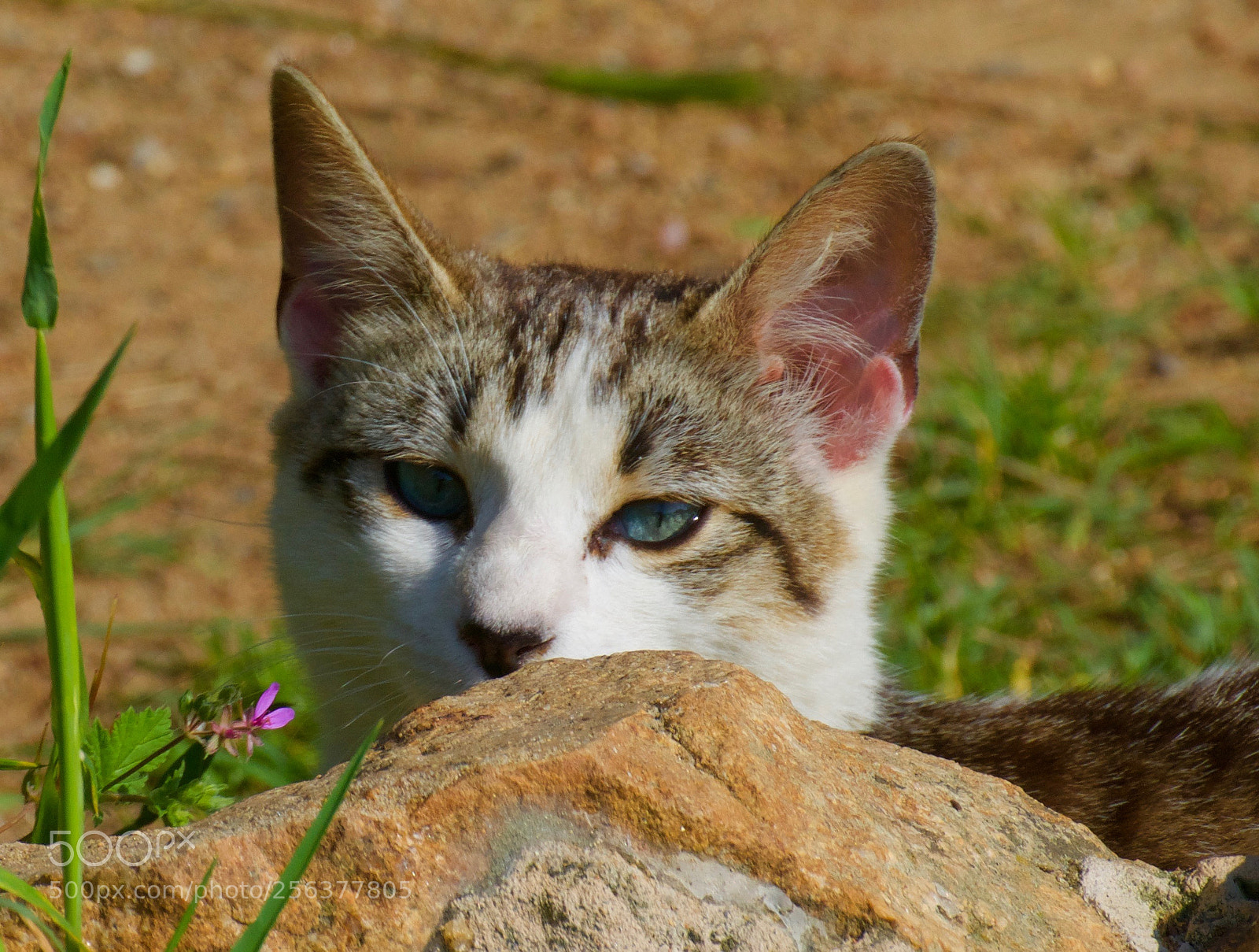 Sony a7R sample photo. A simple cat of photography