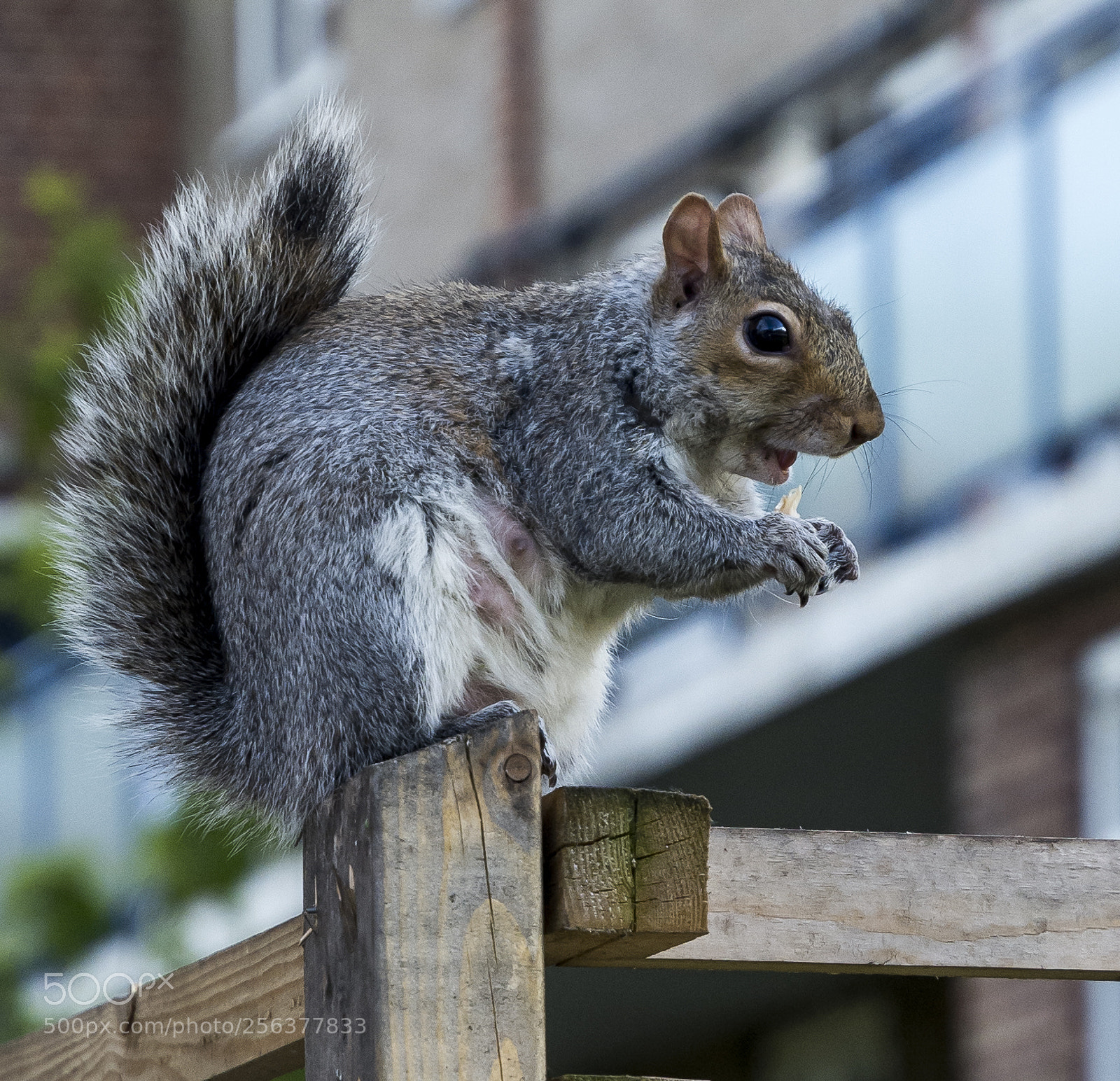 Nikon D7100 sample photo. Squirrel photography