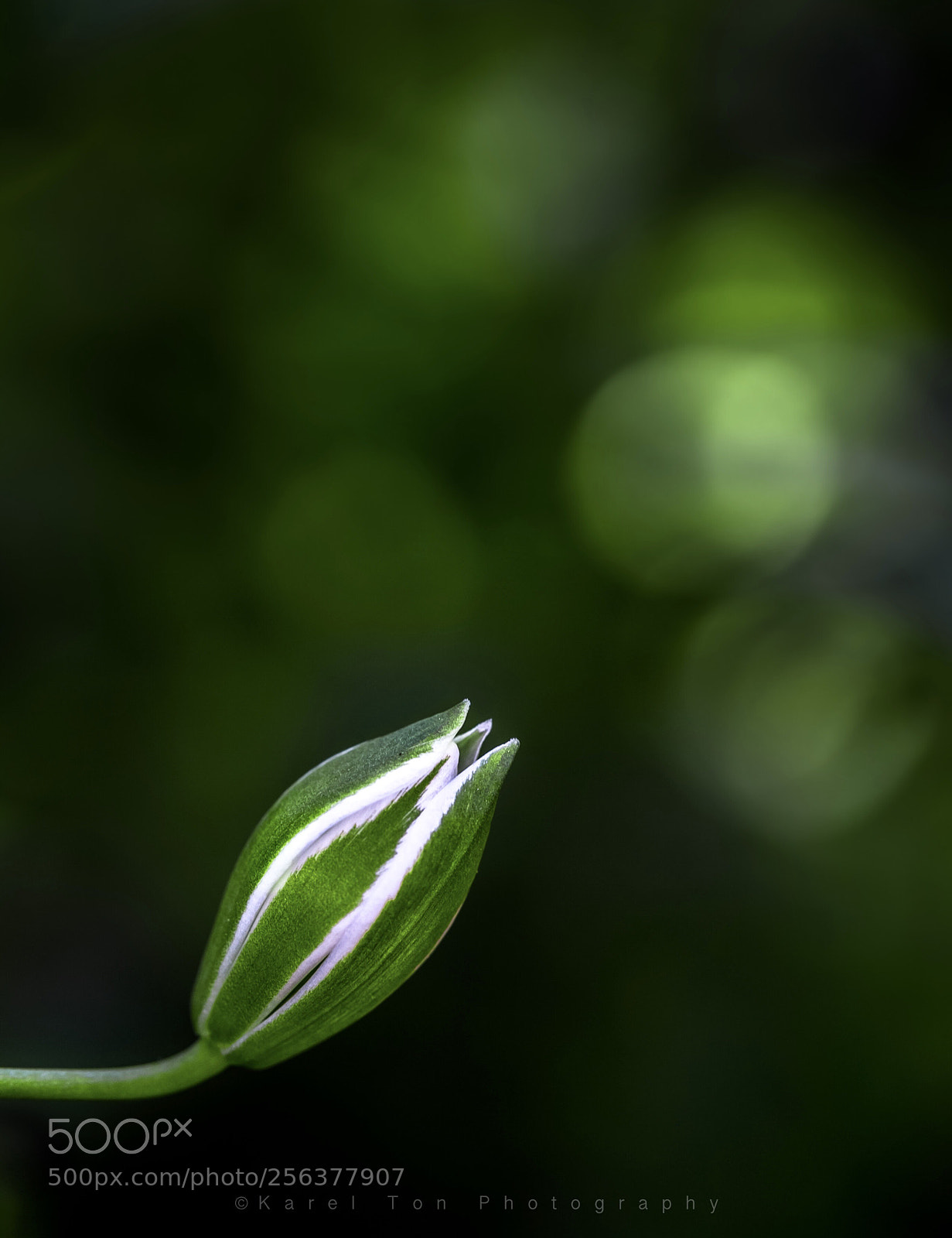 Canon EOS 6D sample photo. “new life” photography