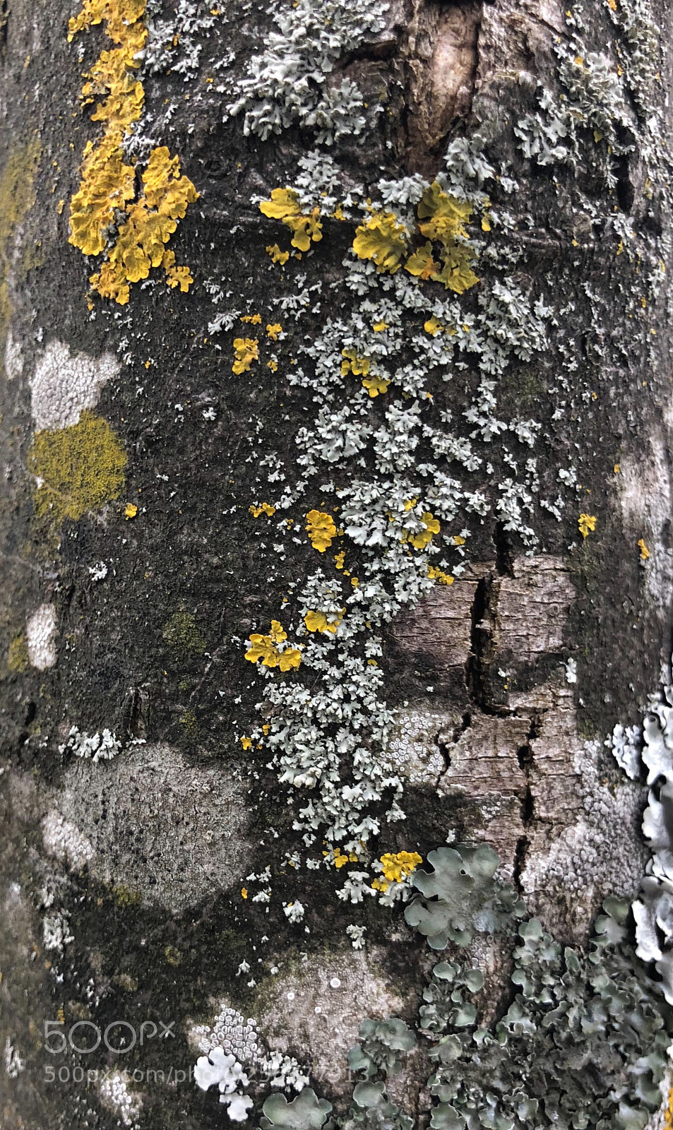 Apple iPhone X sample photo. Histoire d’écorce (last) photography