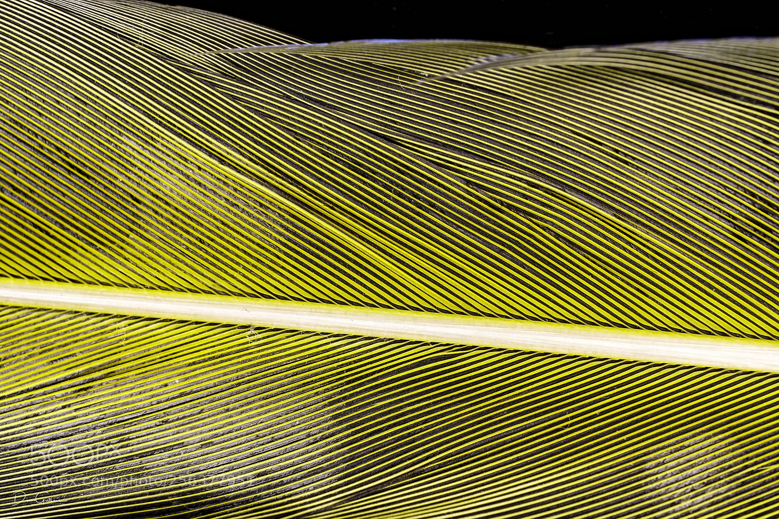 Sony a6500 sample photo. Feathered #101 photography