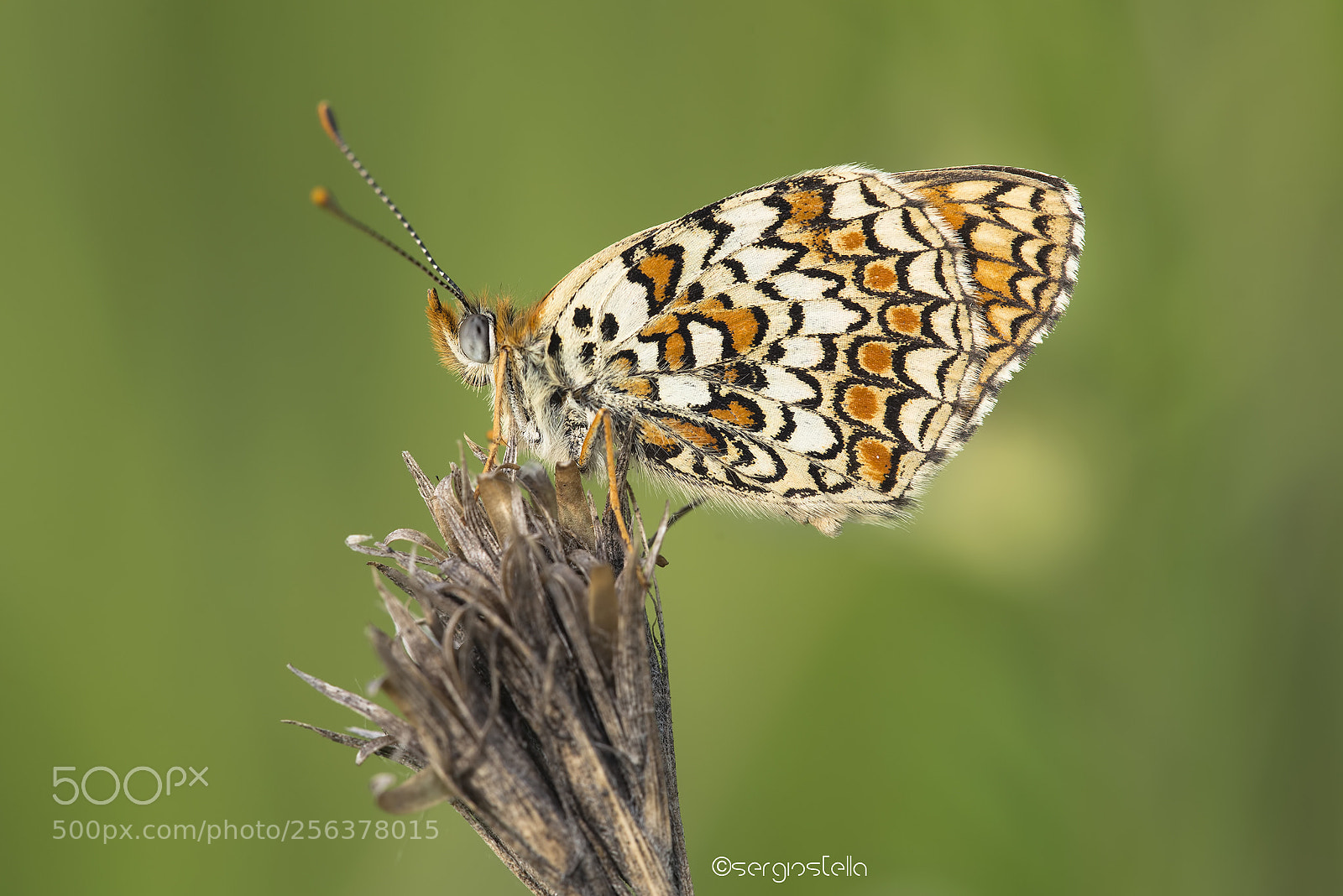 Nikon D610 sample photo. Profilo di febe____ photography