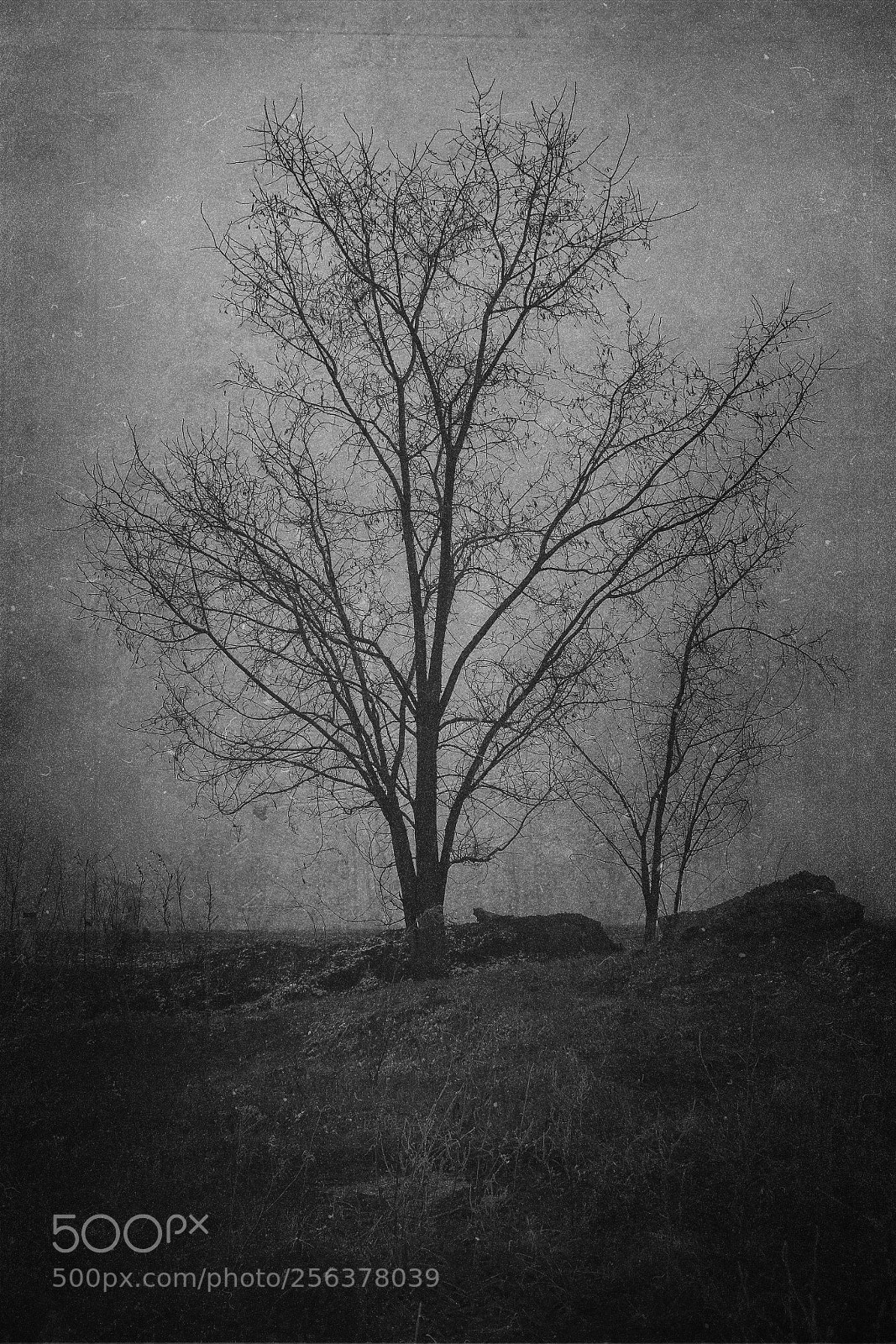 Canon EOS 60D sample photo. Dark tree photography