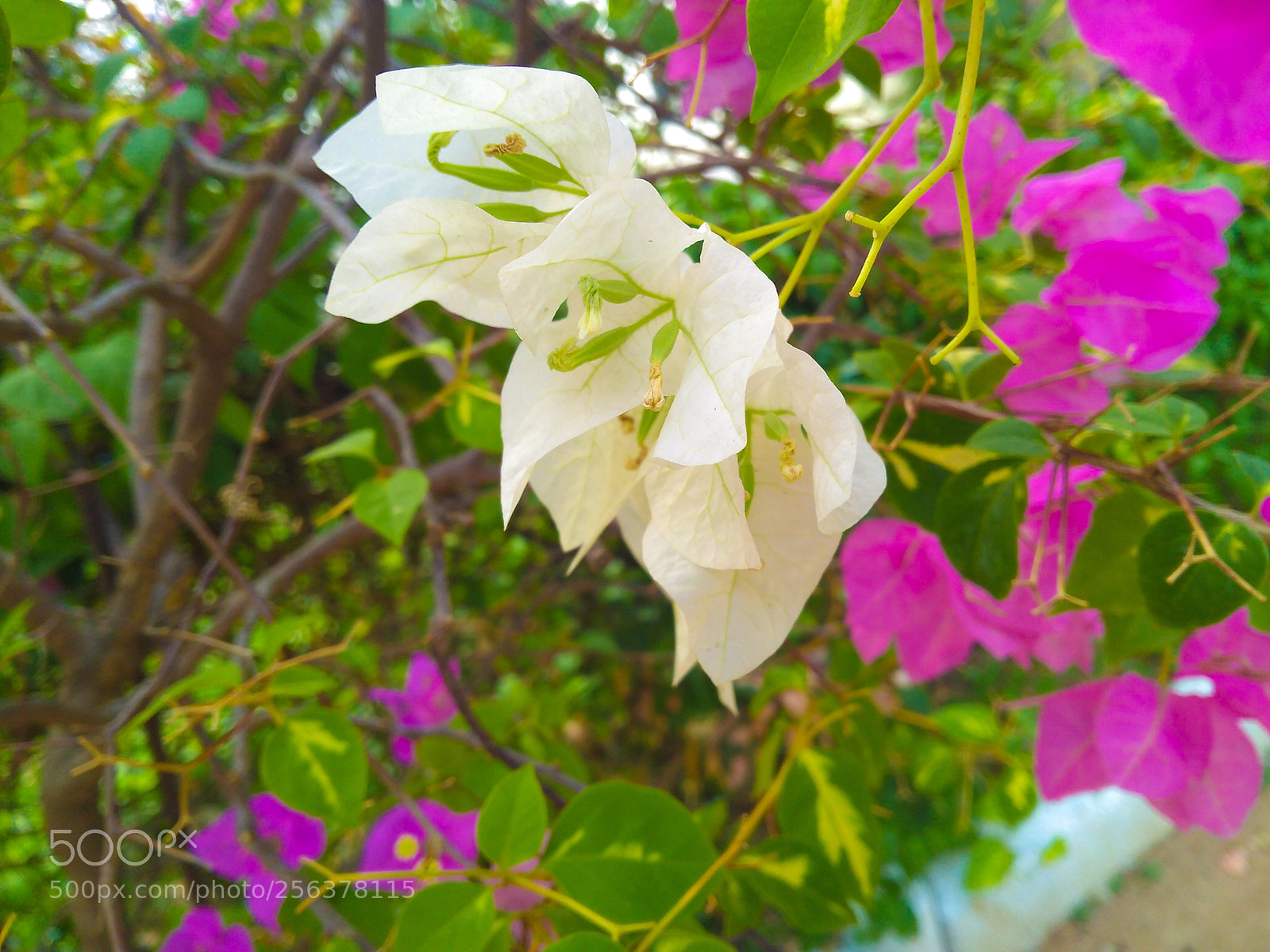 Motorola Moto G (5S) Plus sample photo. Untitled photography