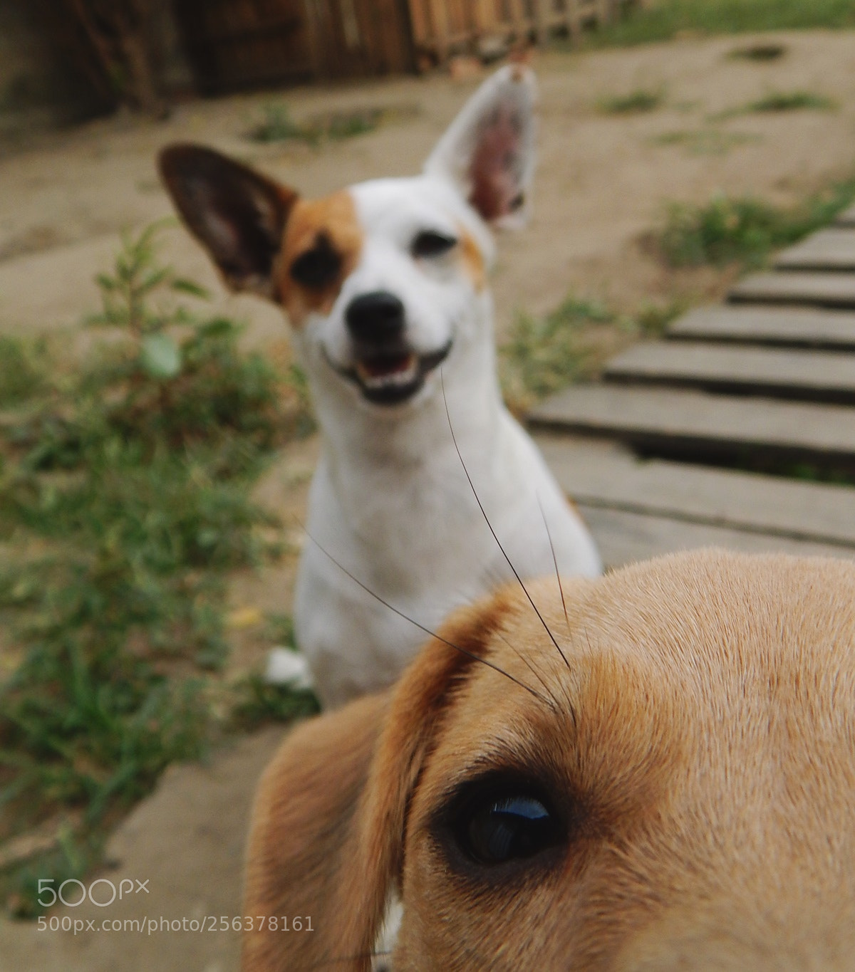 Nikon Coolpix L820 sample photo. Pets1 photography
