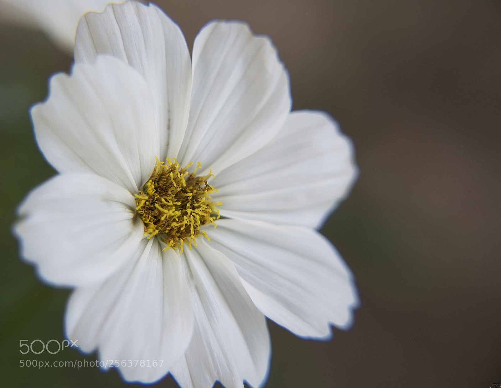 Nikon D3100 sample photo. *evidence* photography