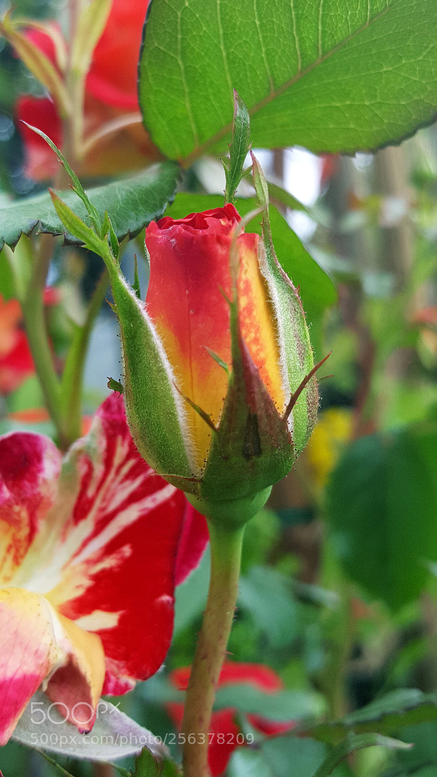 Samsung Galaxy Note5 sample photo. Untitled photography