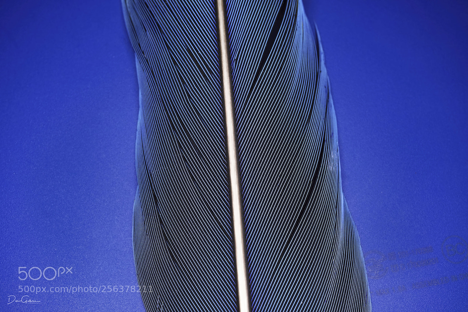 Sony a6500 sample photo. Feathered #101 photography