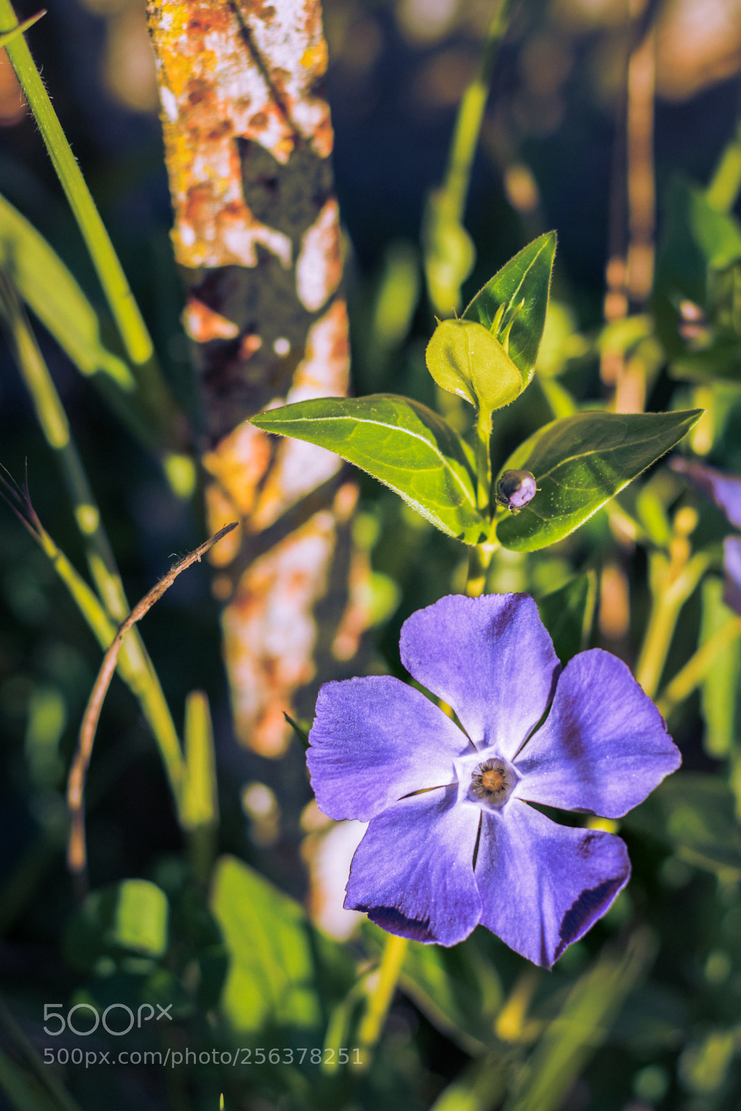Nikon D3300 sample photo. Lilac flower photography