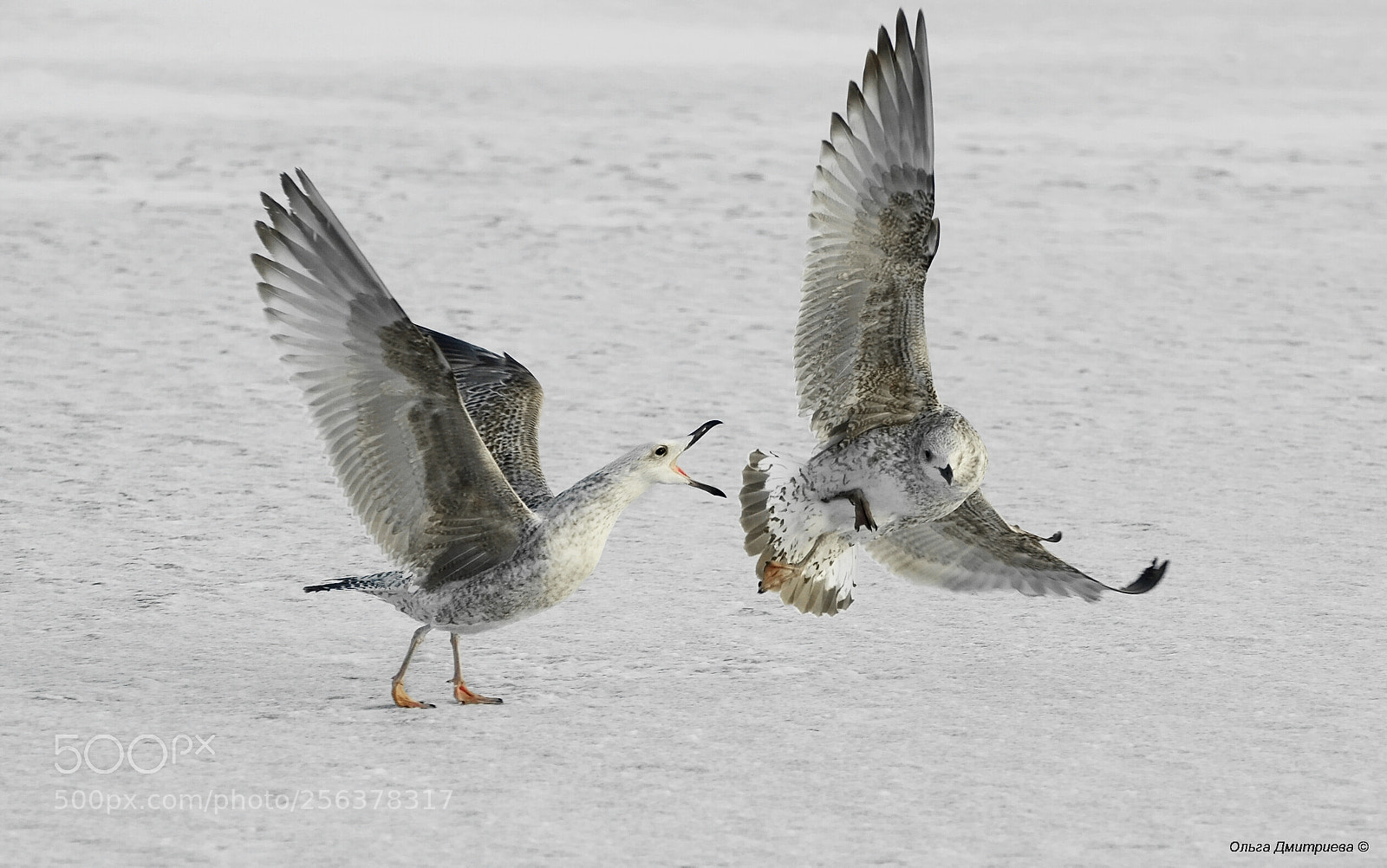 Nikon D7000 sample photo. *** photography