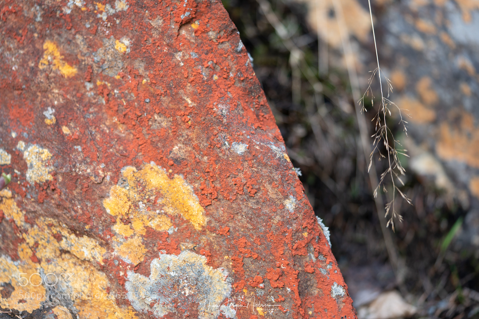 Sony a7R II sample photo. Lichen patterns on rock photography