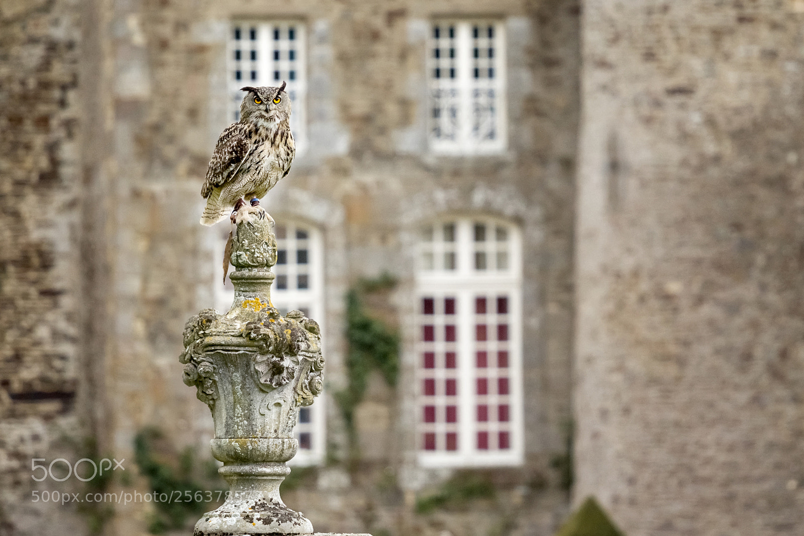 Canon EOS 60D sample photo. European eagle-owl photography