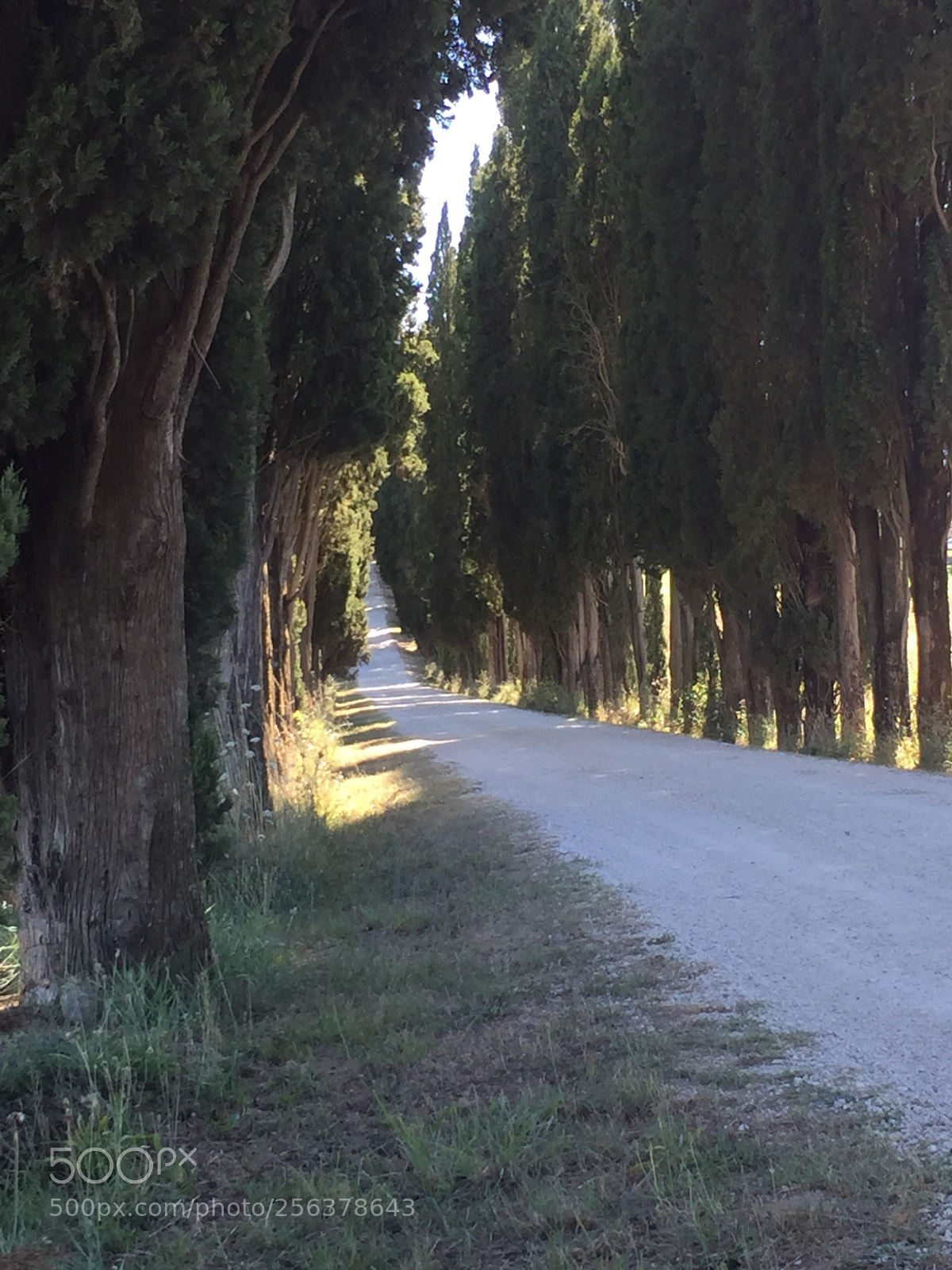 Apple iPhone 6 Plus sample photo. Road to tuscany... photography