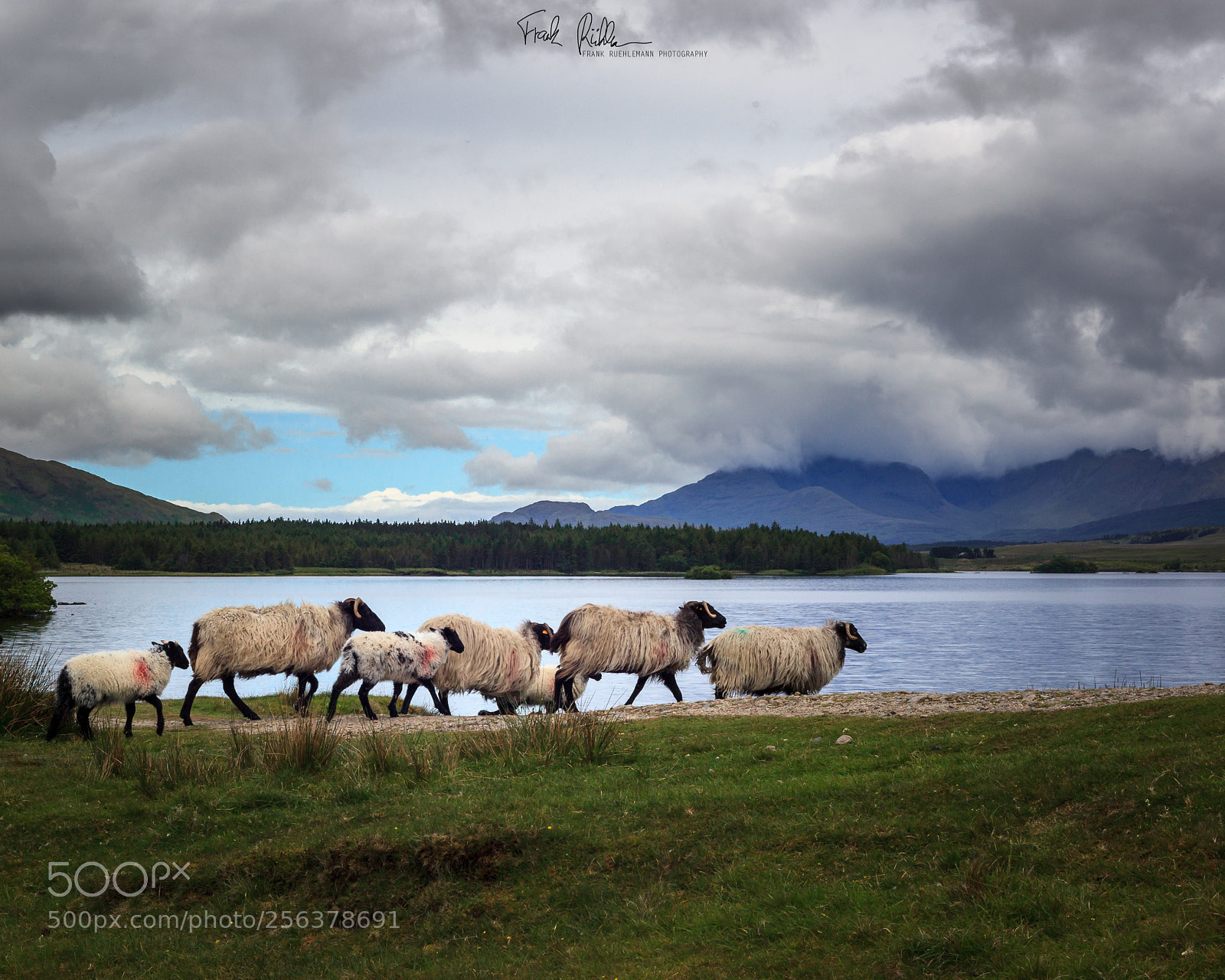 Canon EOS 5D Mark II sample photo. Some sheep going for photography