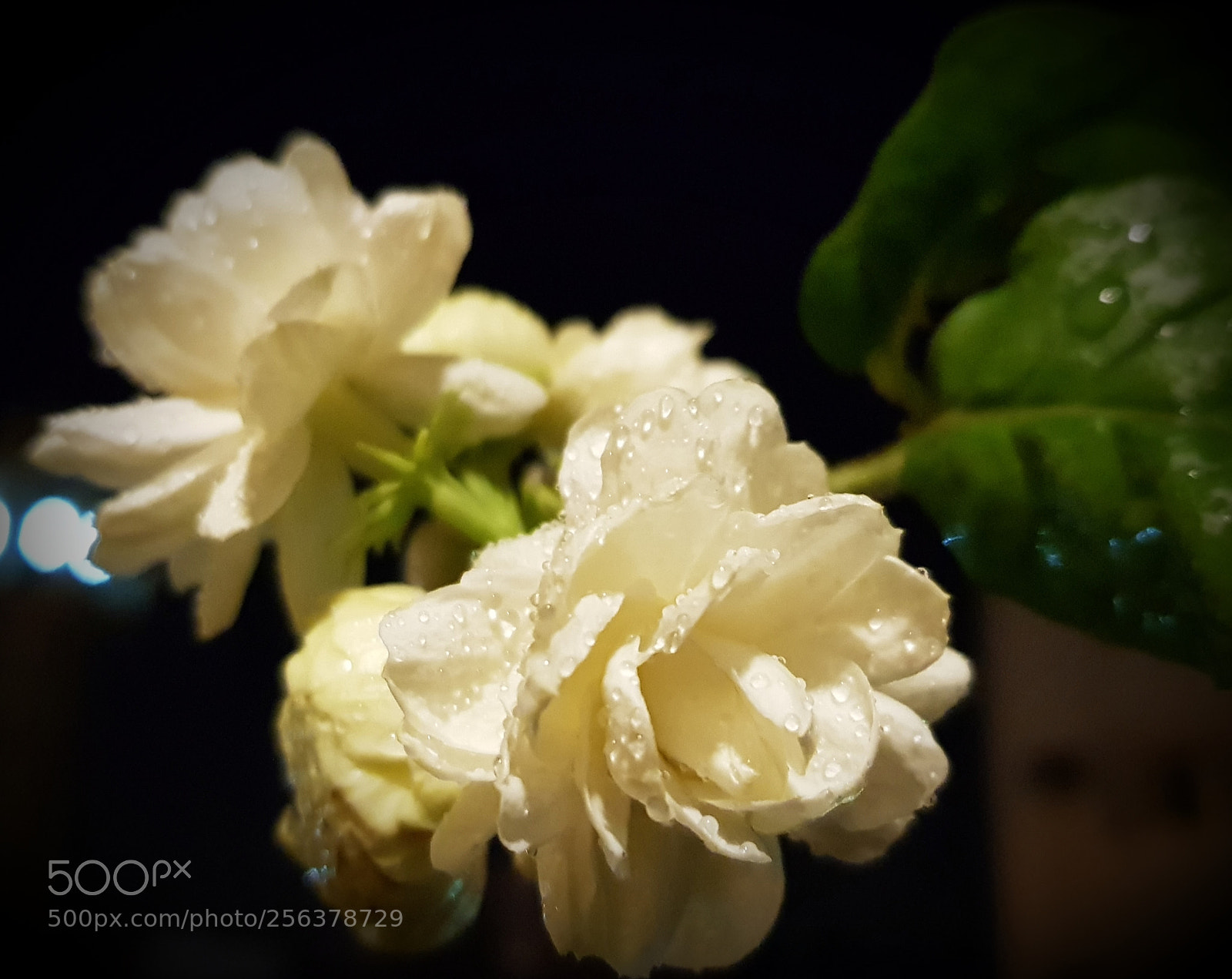 Samsung Galaxy S8 sample photo. Untitled photography