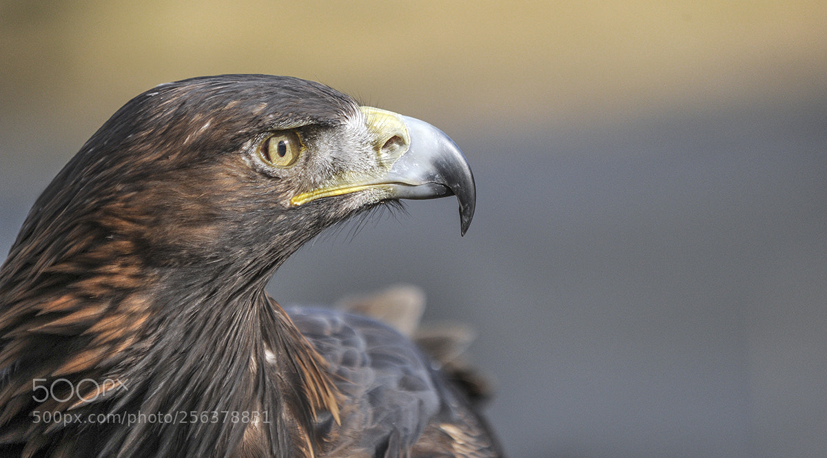 Nikon D3S sample photo. Golden eagle photography